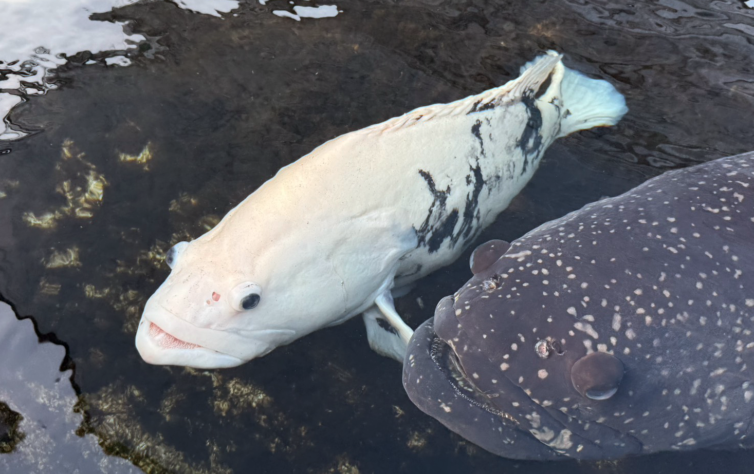 蘇班長安心漁場石斑魚