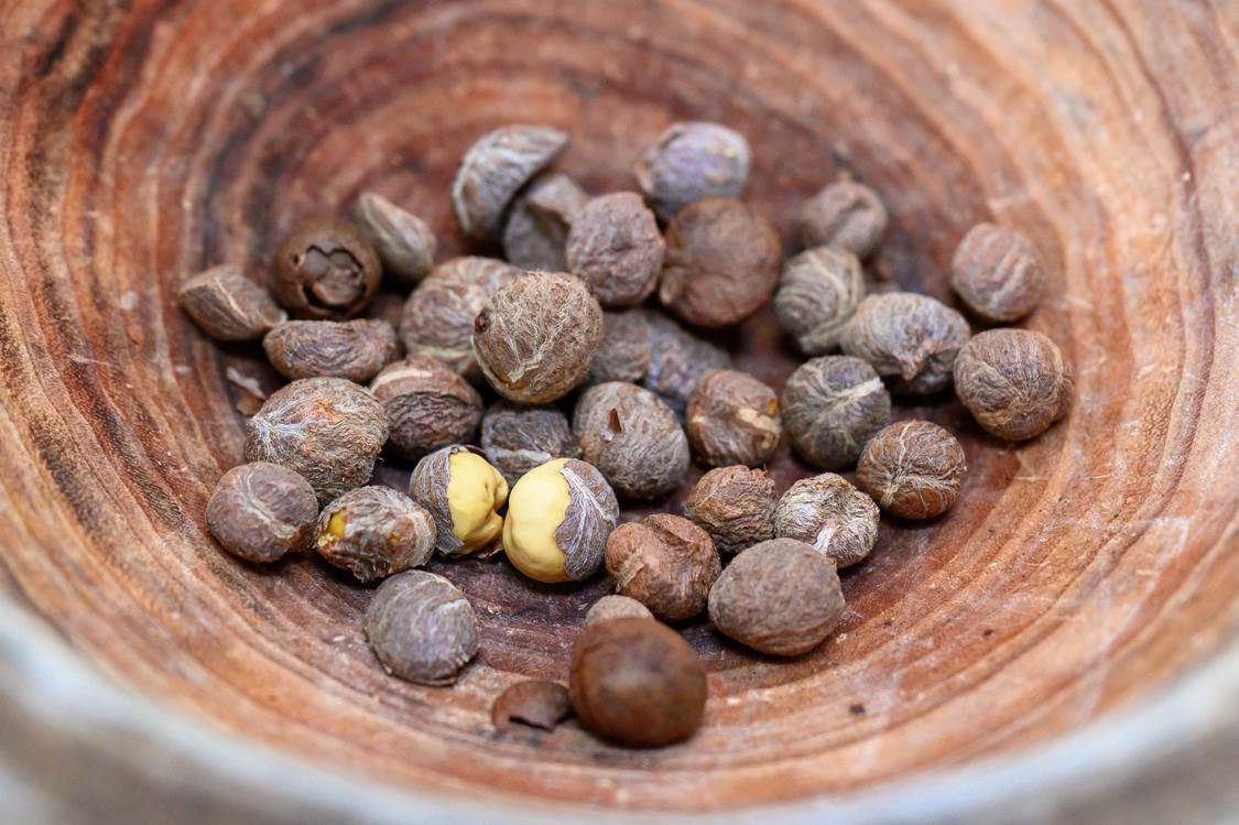 遊客來到「好景莊」可以體驗冷壓榨油的過程，脫殼搗碎是第一步。