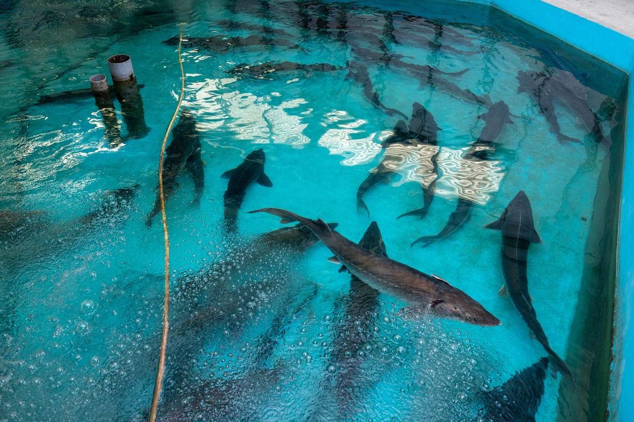鱘龍魚平均要飼養三到五年是最適合食用的大小。