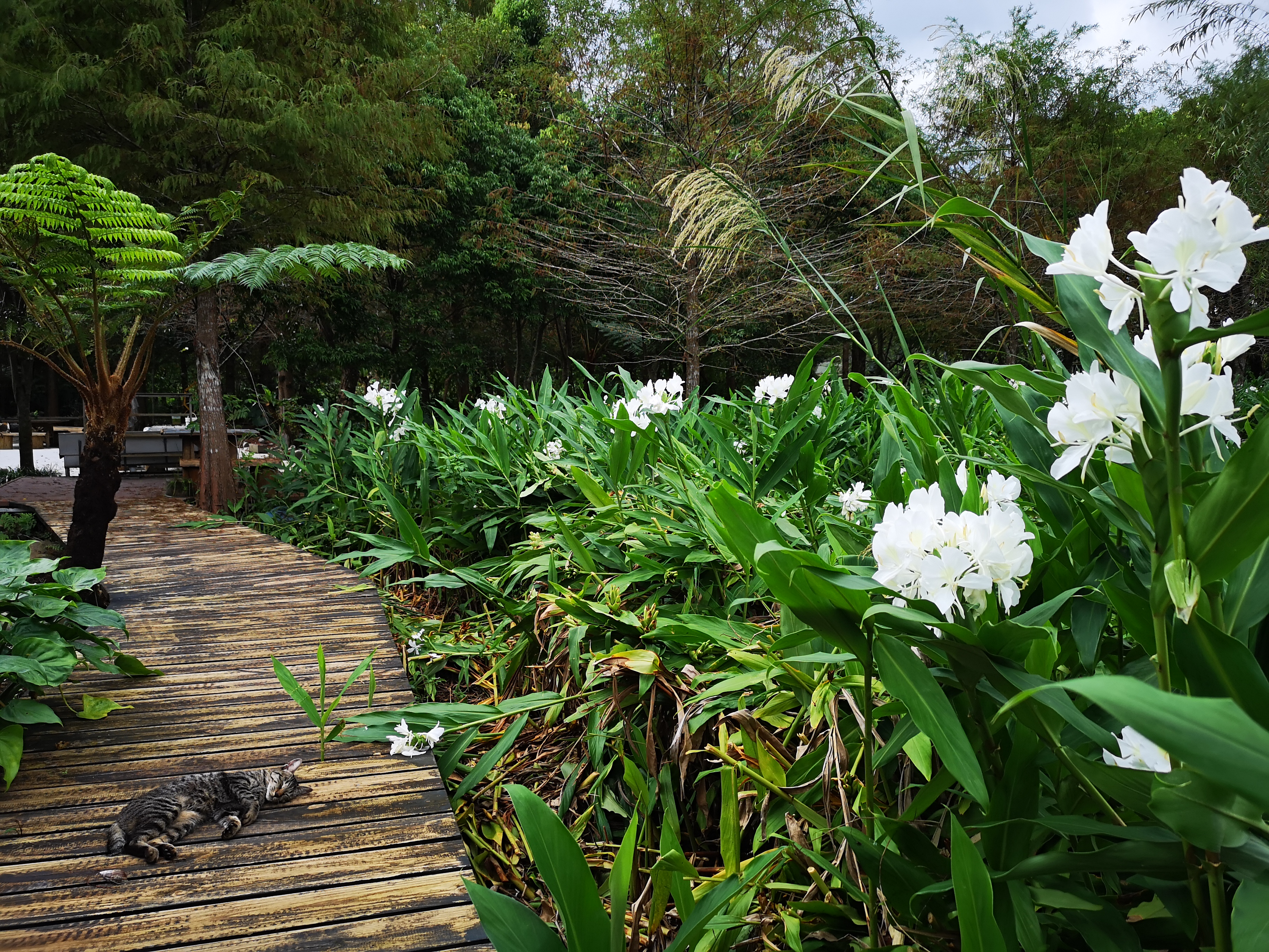 木棧道已更新，每個人都能輕鬆到達欣賞美麗的野薑花。