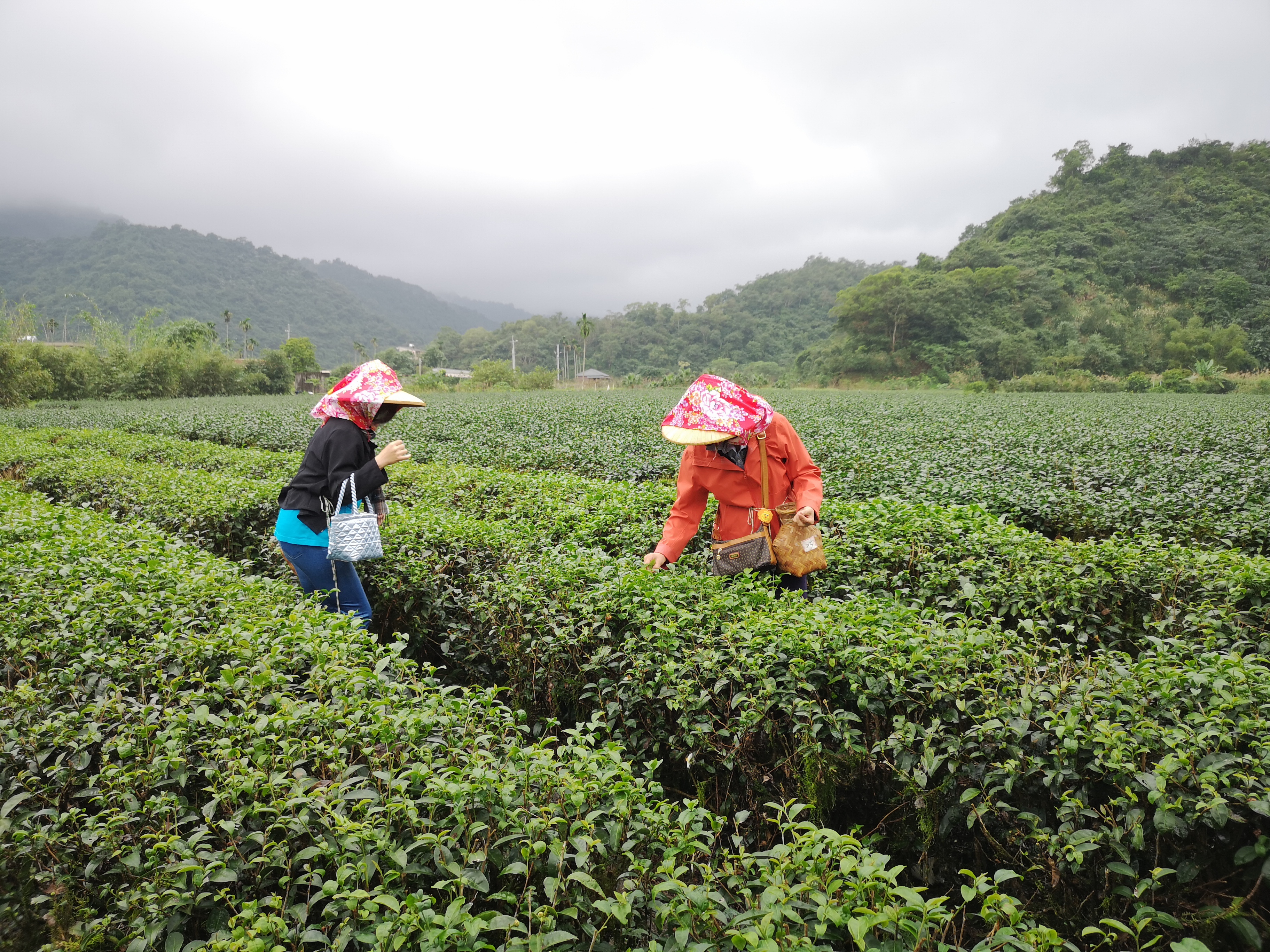 地理環境與優良的水質、土壤種出好茶。