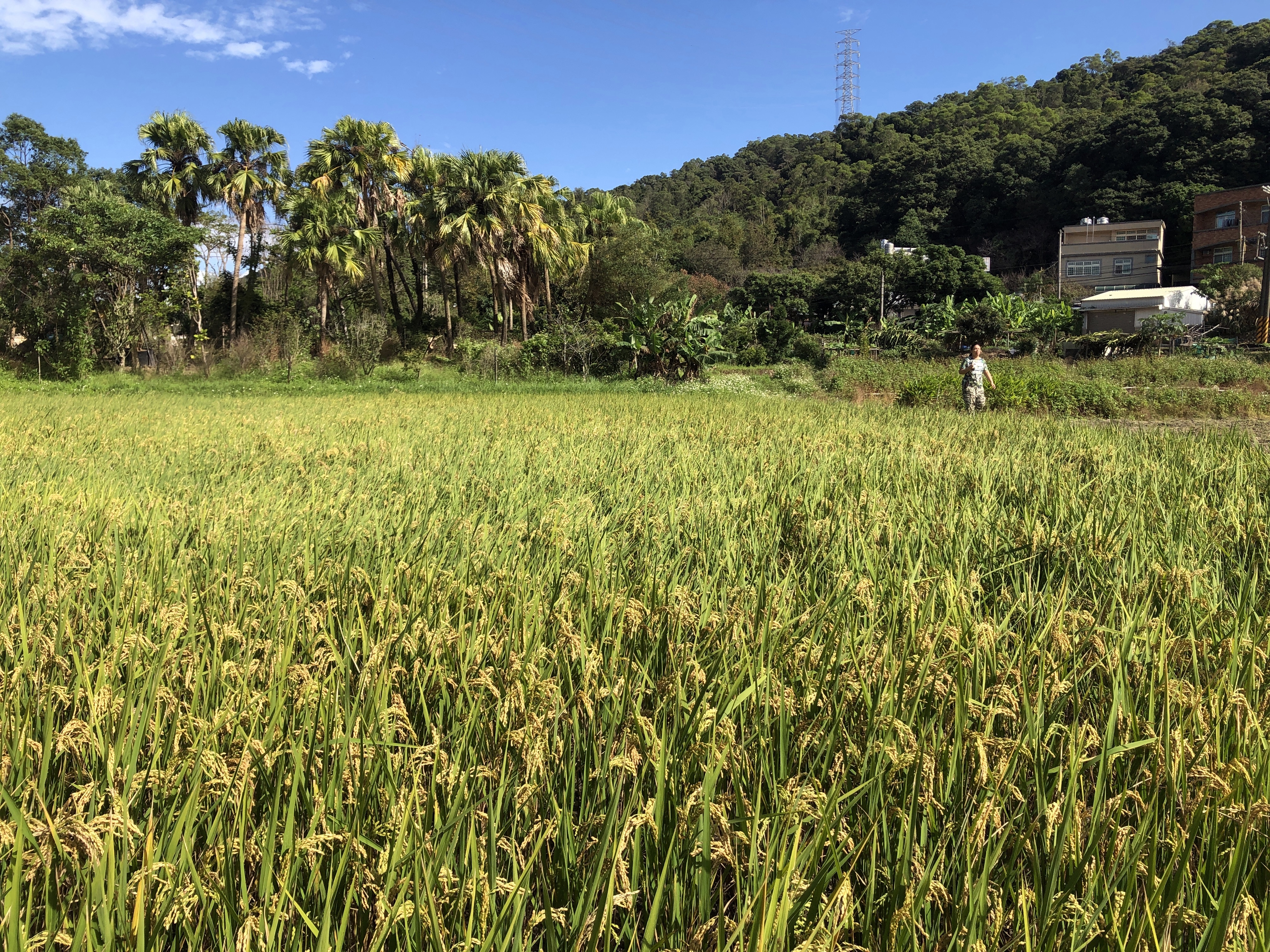 穿過工業，來到一個以稻田種植為主的村莊，非常驚喜。