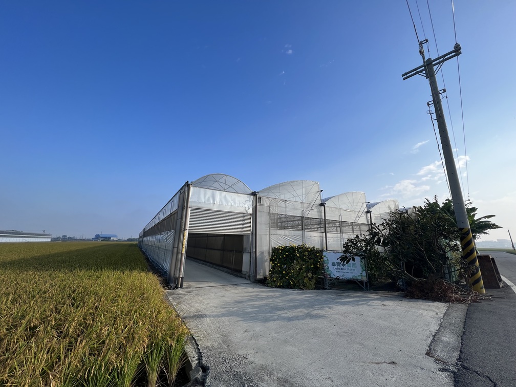 綠寶禾農園位於稻田中央。