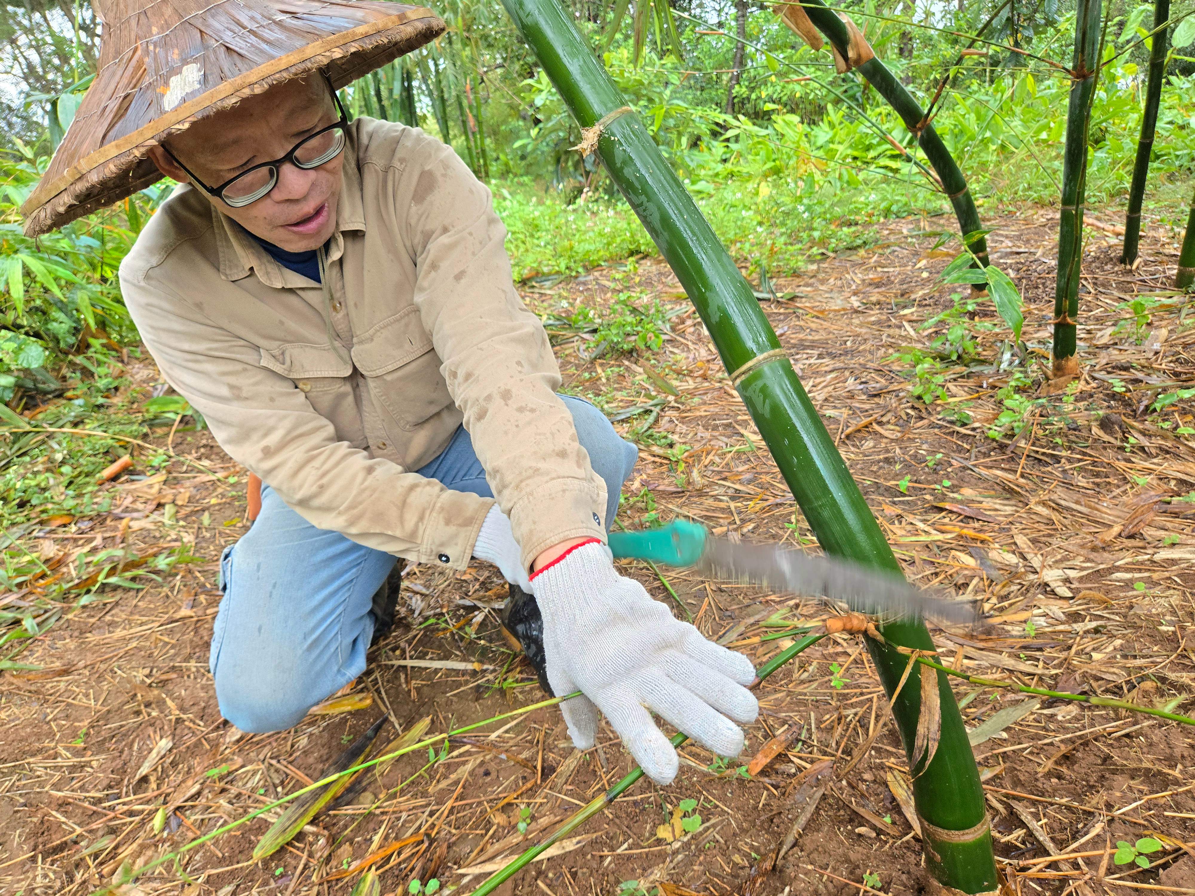 二崎生態休閒農場以種植綠竹筍為主。