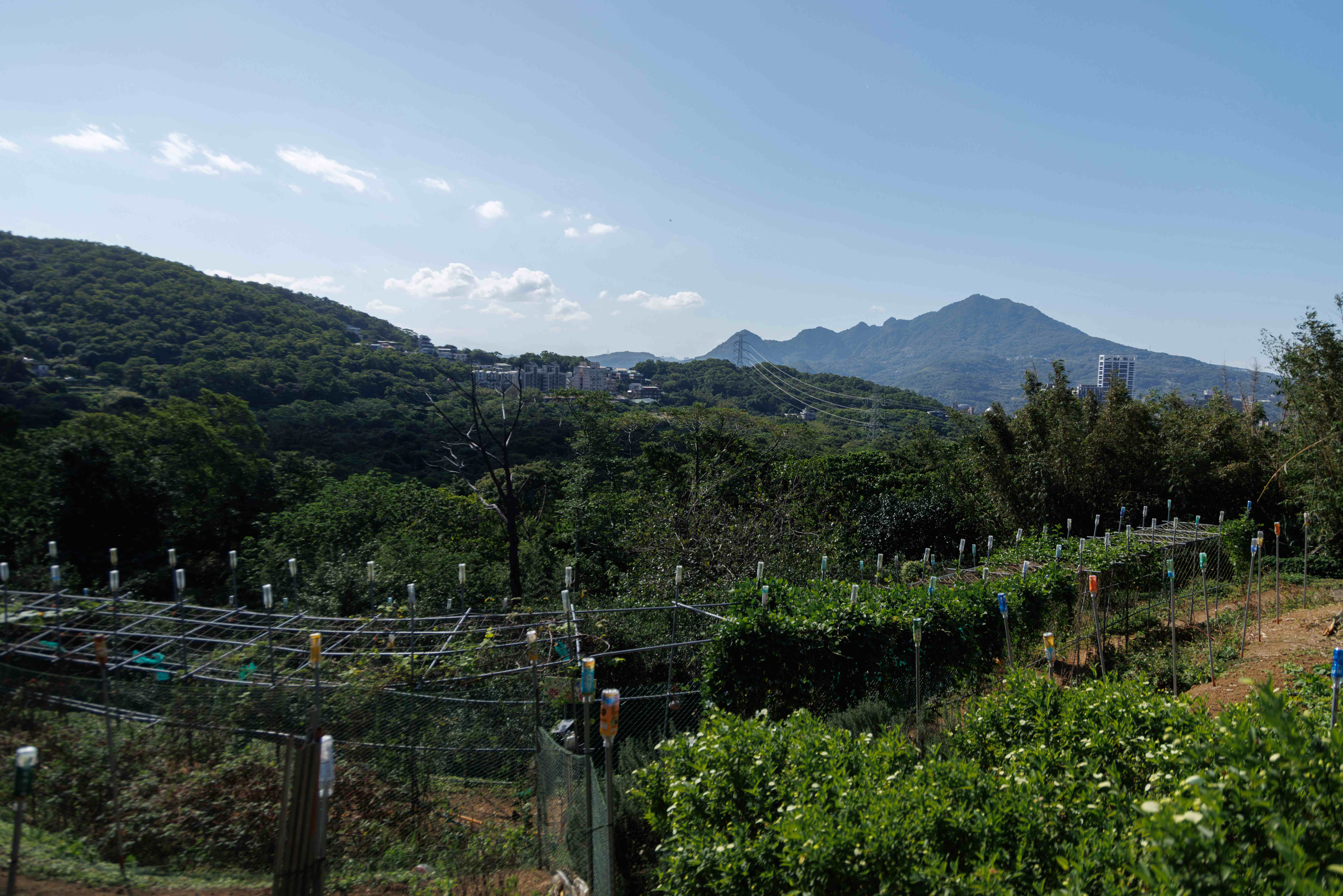 樹林口位於淡水山系間，背山面海，向北可遠眺觀音山。這片寧靜的山坡地形，也成為茶樹與生態循環農法得以重生的天然場域。