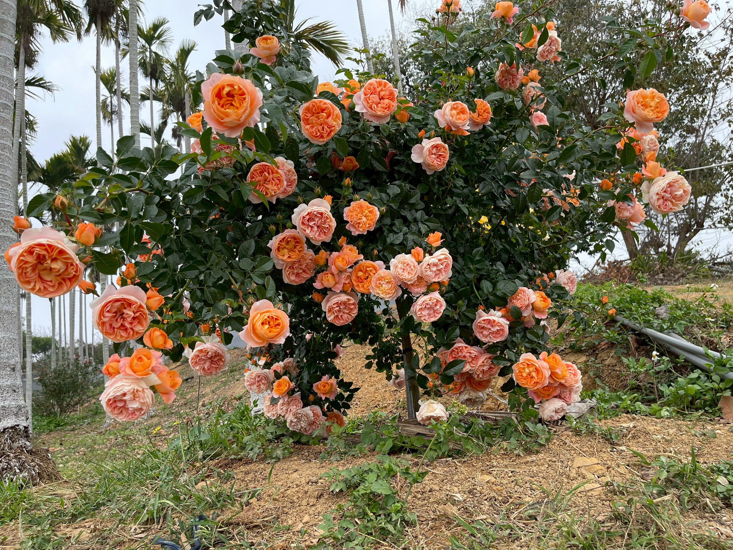 滿株盛開的樹玫瑰在山坡上格外亮眼，層層疊疊的花朵展現出貓仔村玫瑰園成熟的栽培技術。