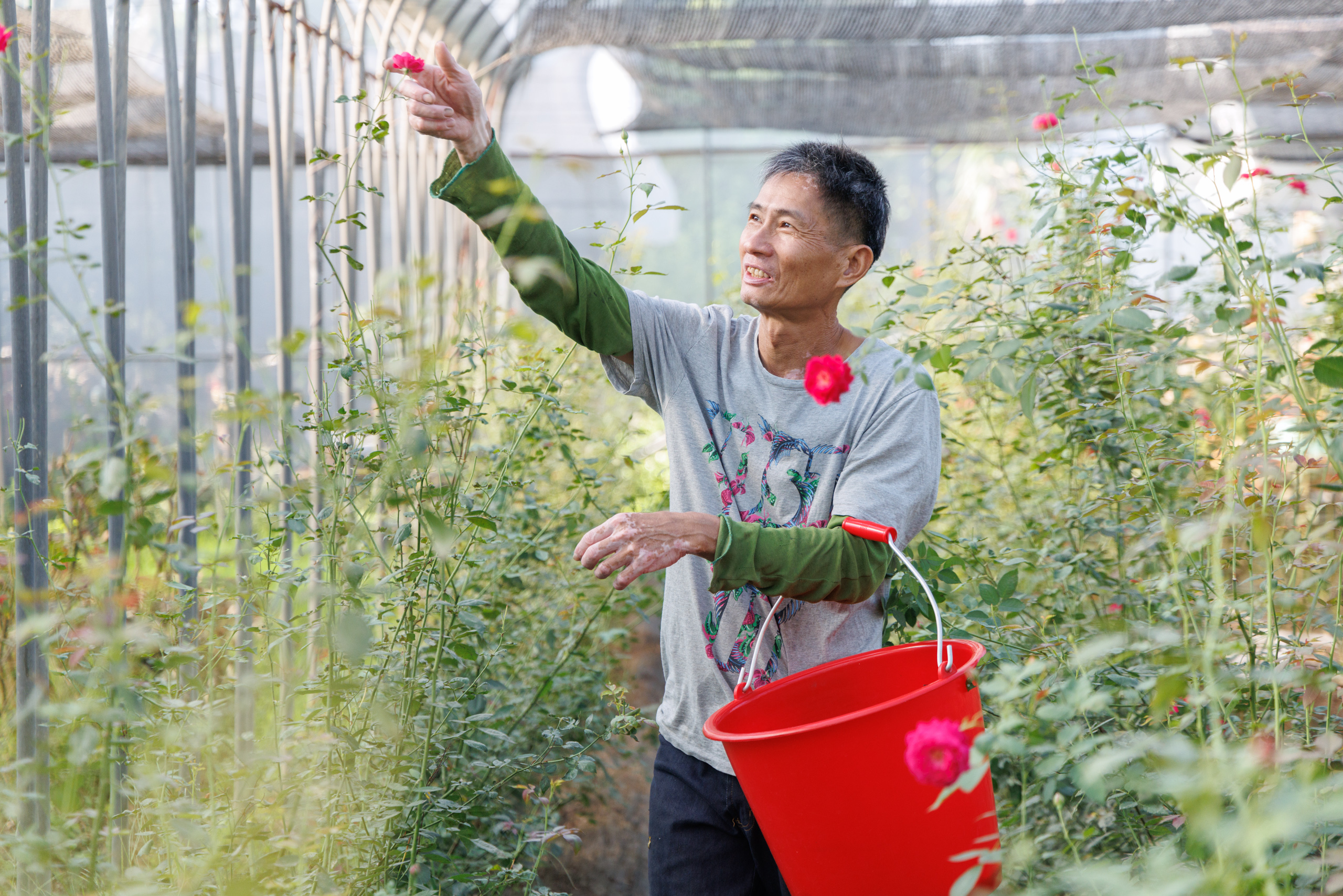 玫瑰園的主人江欽賀愛玫瑰成痴，有26年的豐富經驗。