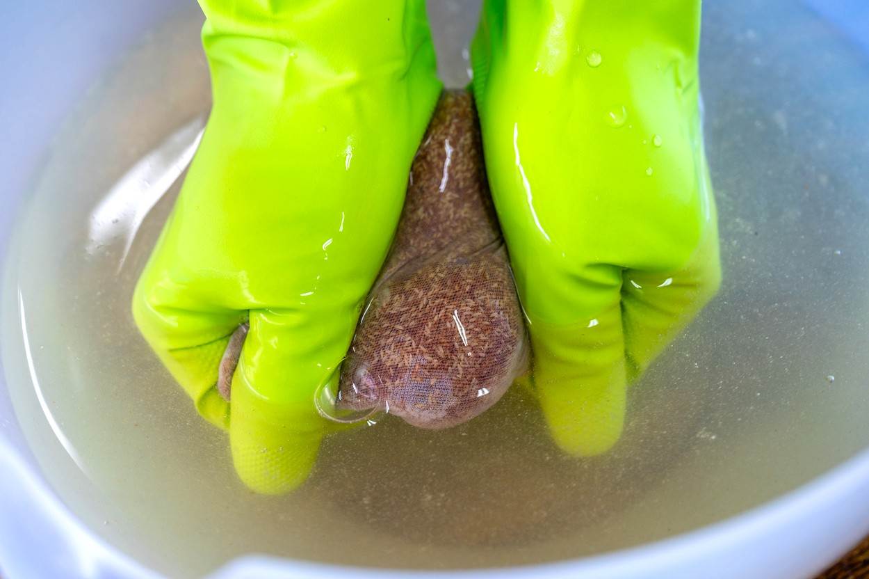 遊客可以親自體驗搓洗愛玉。搓洗愛玉需要耐心，把愛玉的果膠充分搓洗出來。