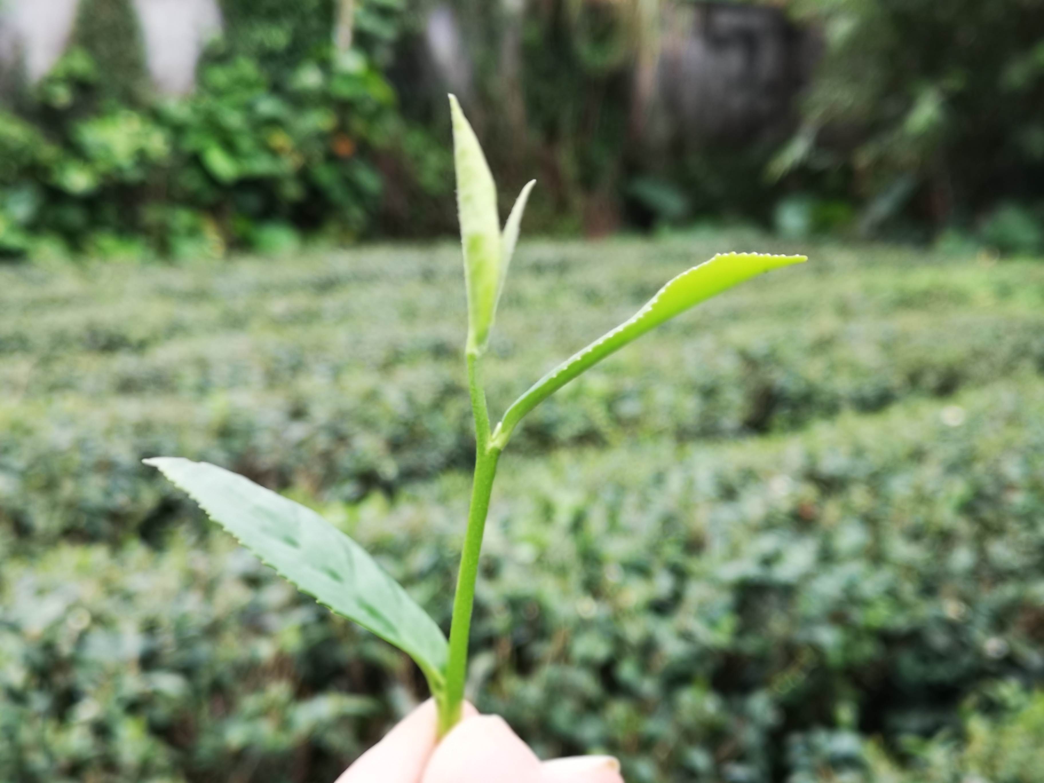 鵝山茶園有機體驗農場 台灣休閒農業發展協會