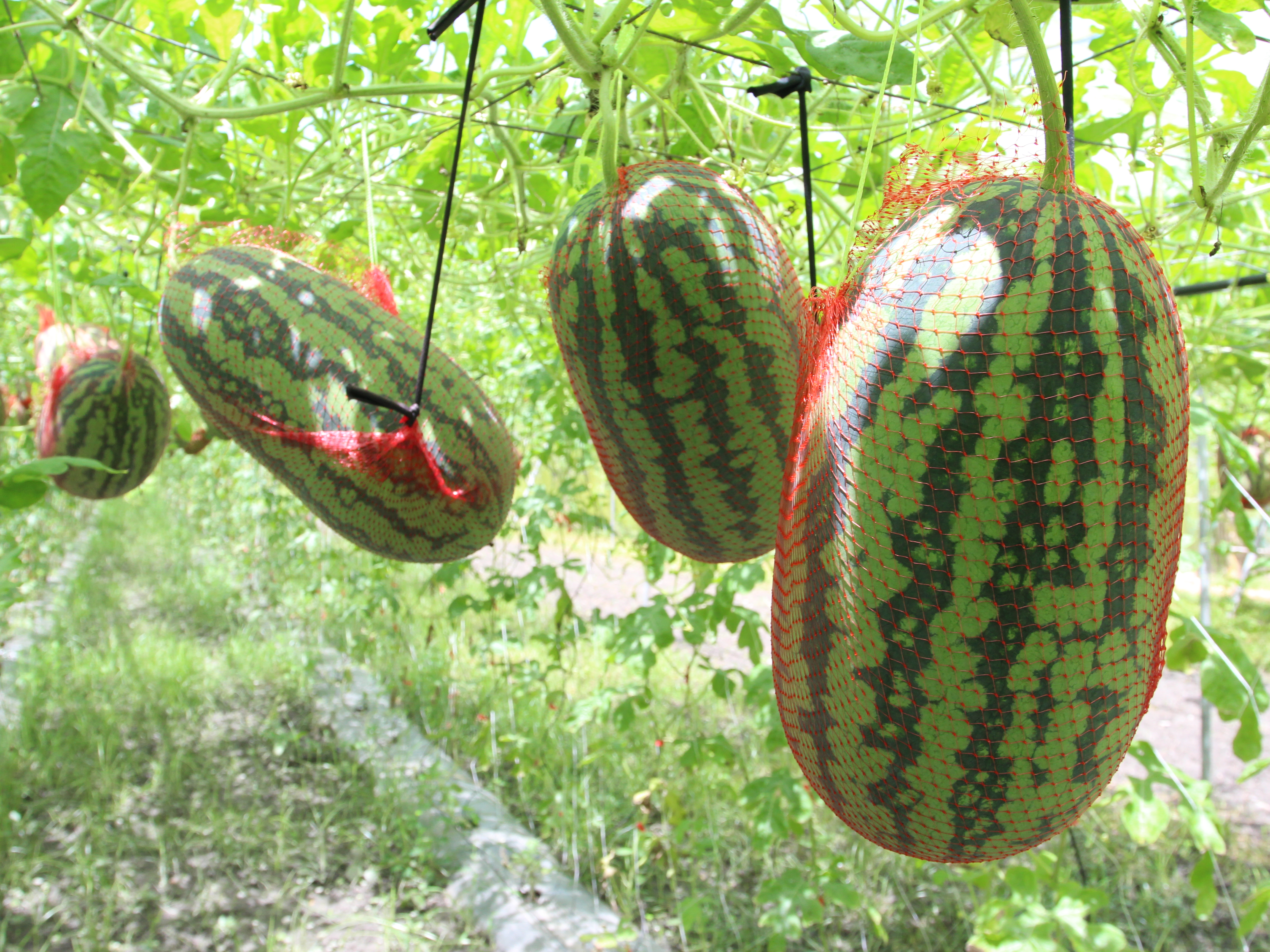 把西瓜用懸空吊起的方式栽培，是宇還地有機農園獨特的栽培法。