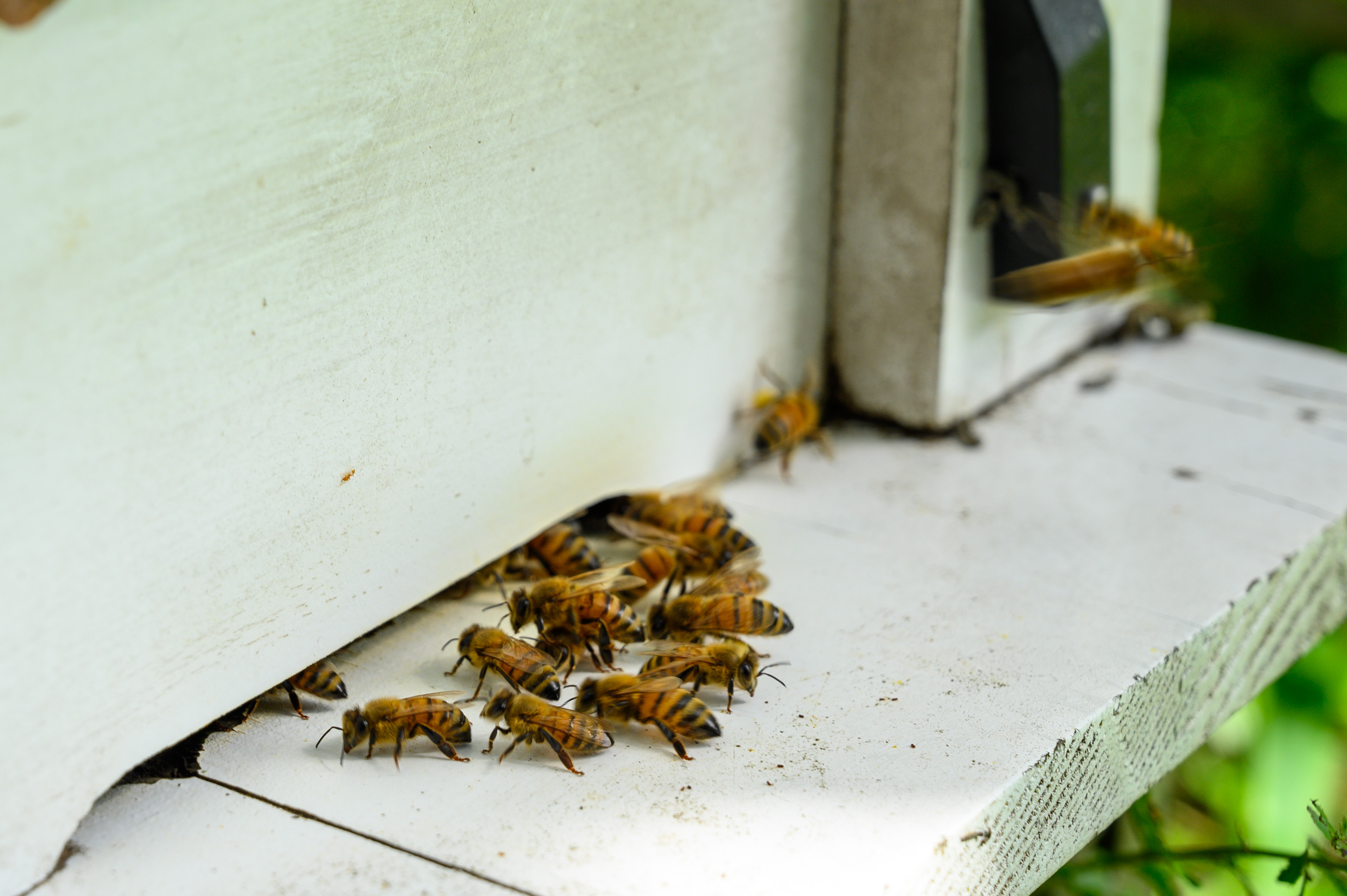 蜂香設置在將近40年的老叢文旦柚樹下，幫助園區果樹授粉。