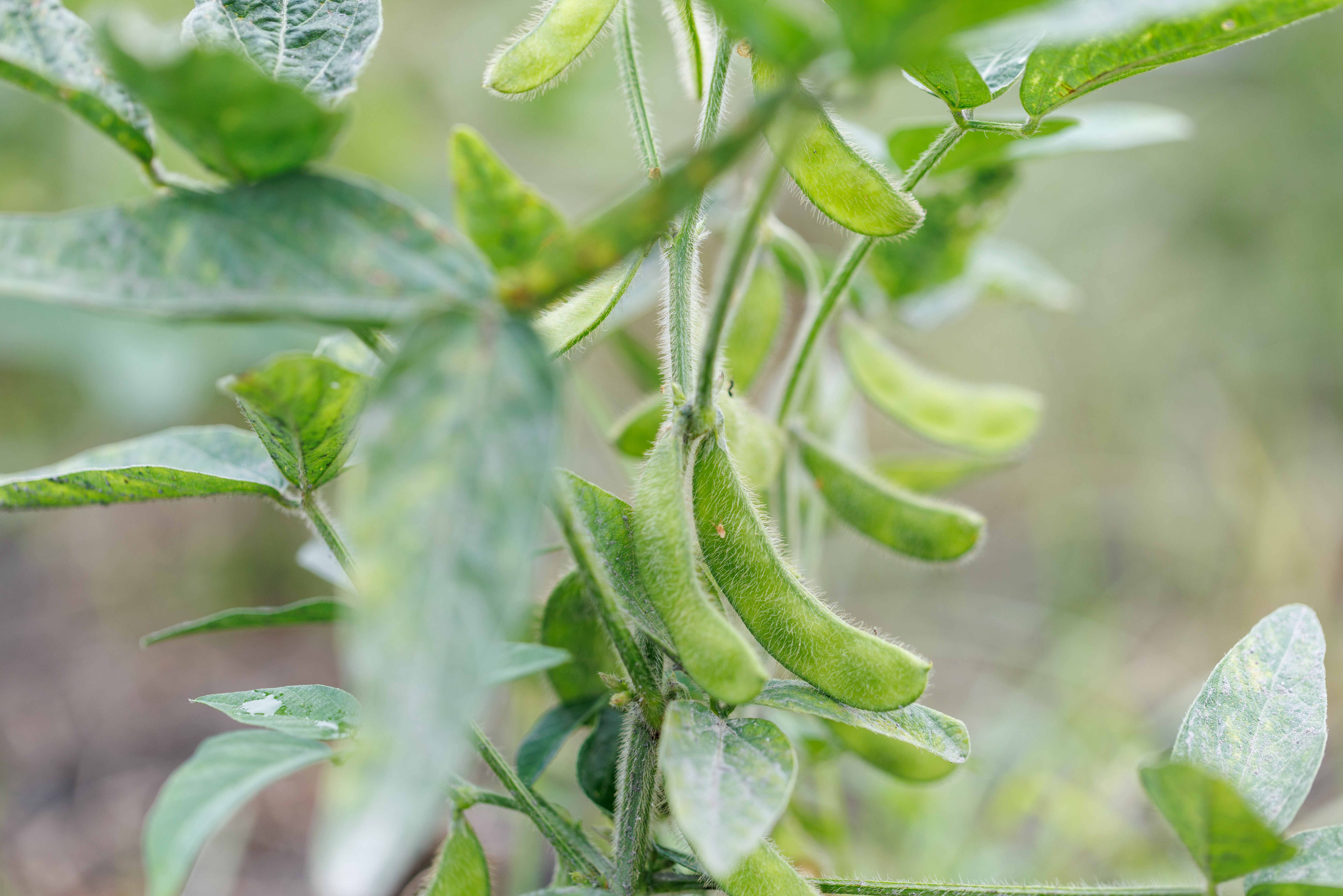 未成熟的黃豆豆莢還是毛豆的模樣，正在吸收陽光等待成熟。