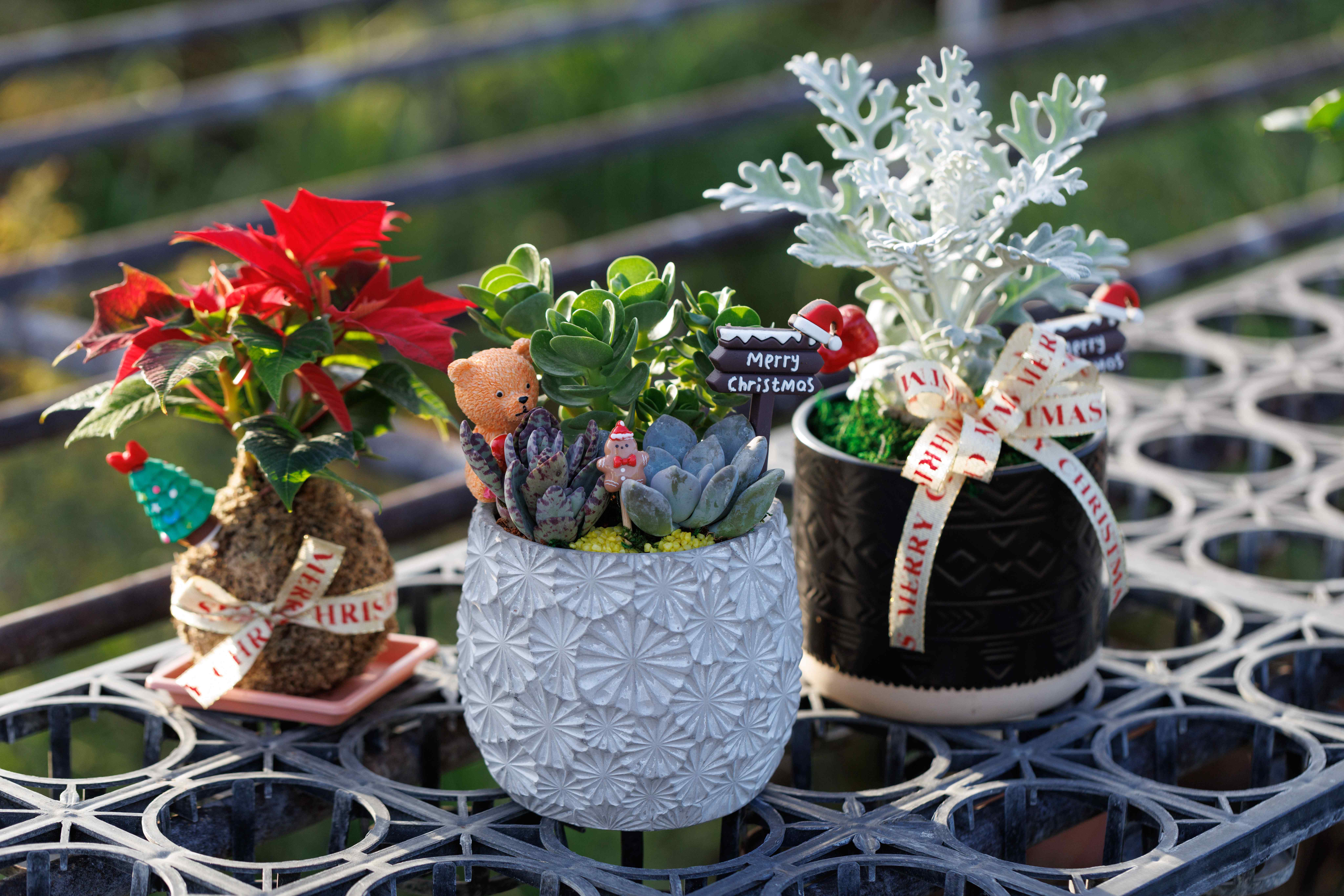 植物與聖誕小物結合，打造最療癒的節日擺飾。