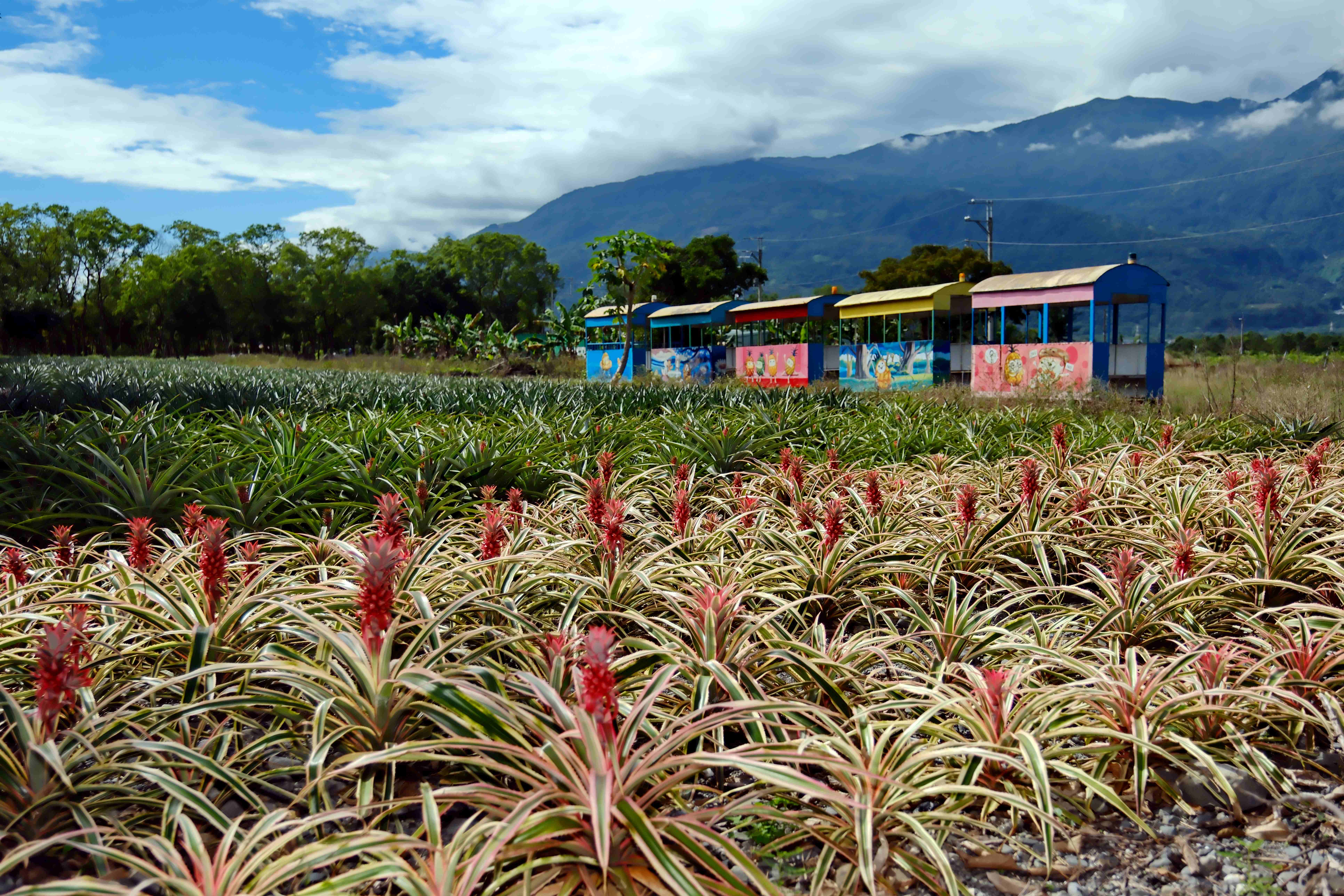縱谷間的鳳梨田，是「富興休閒農場」的富足命脈。