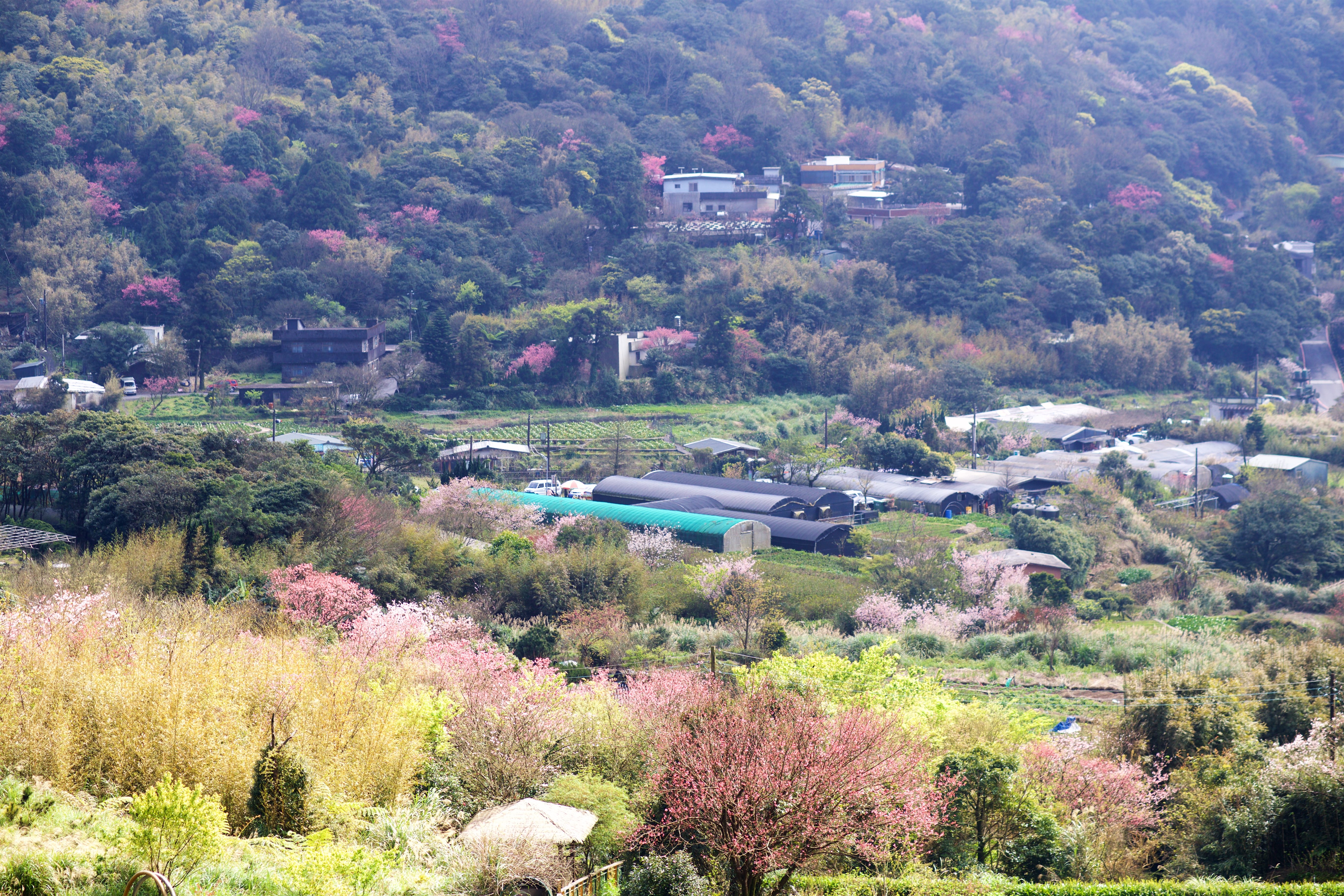 2、3月去竹子湖路上有很多櫻花點綴山頭。