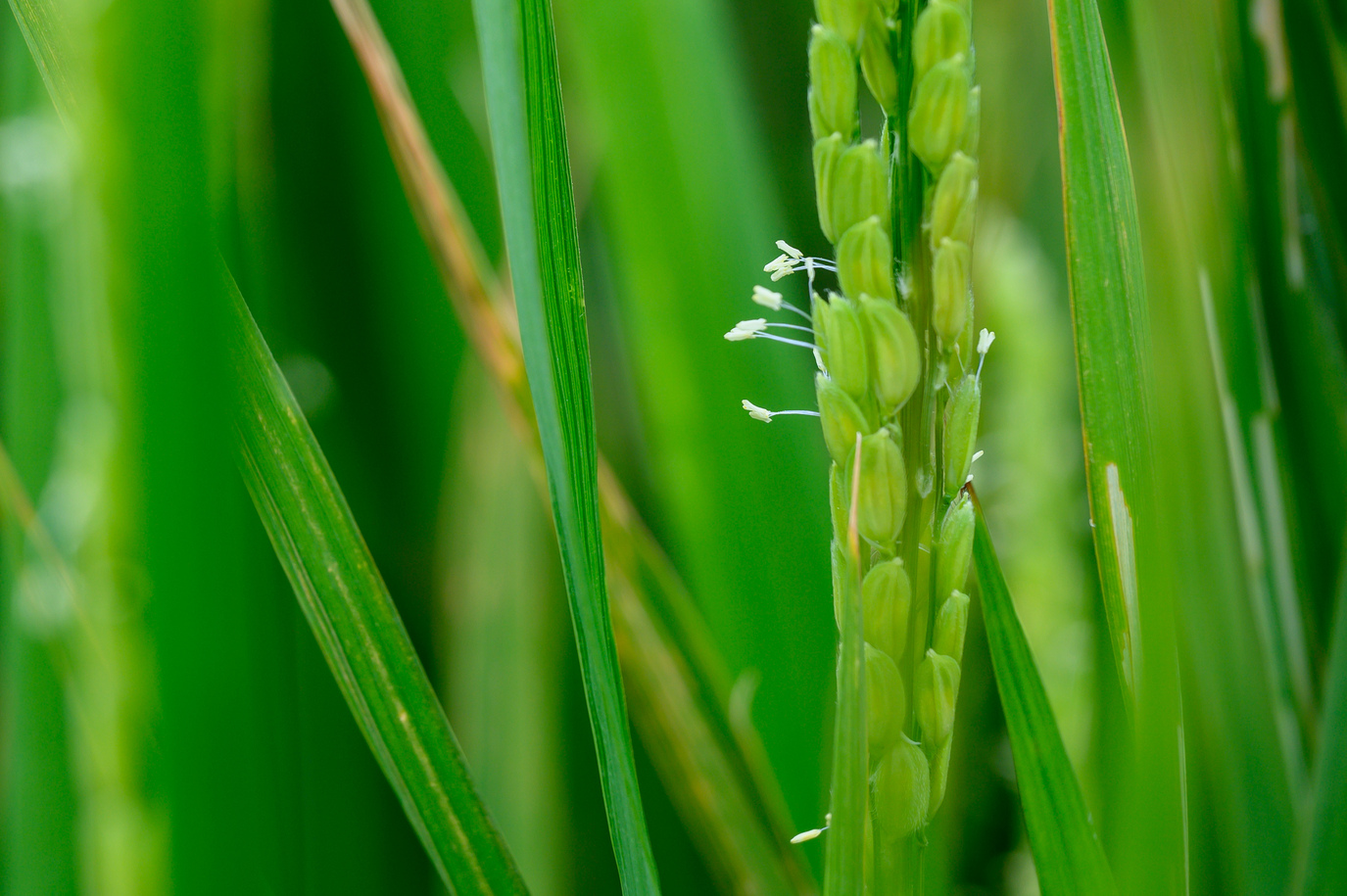 大多數人都很少認真看過稻子的花，這是貨真價實的「米花」，從花謝之後稻殼閉合，裡到熟成為稻米，還需大約40天的時間。