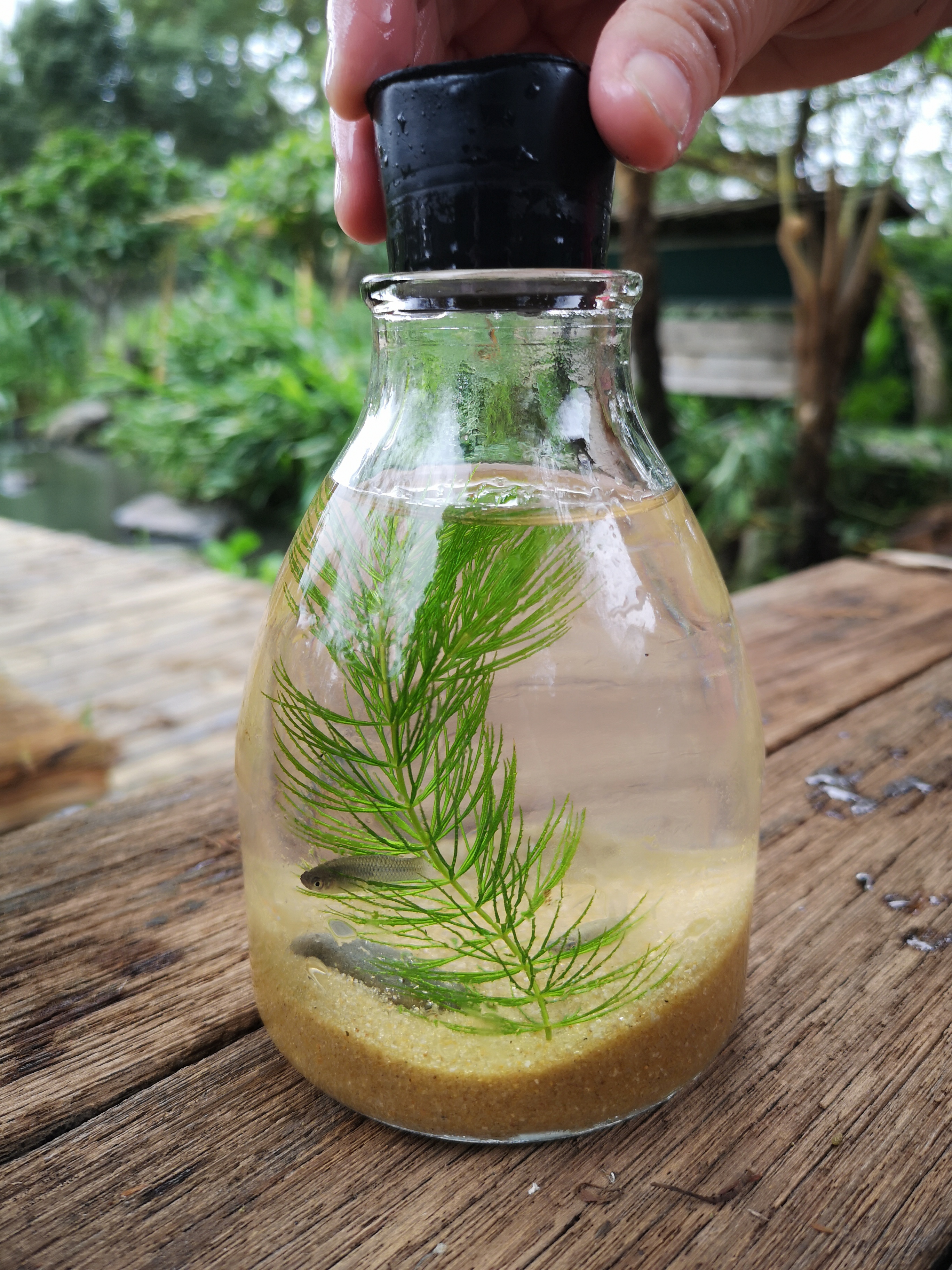 簡單的生態瓶DIY製作。