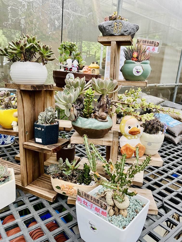 現場提供客製化盆栽，送禮自賞二相宜。