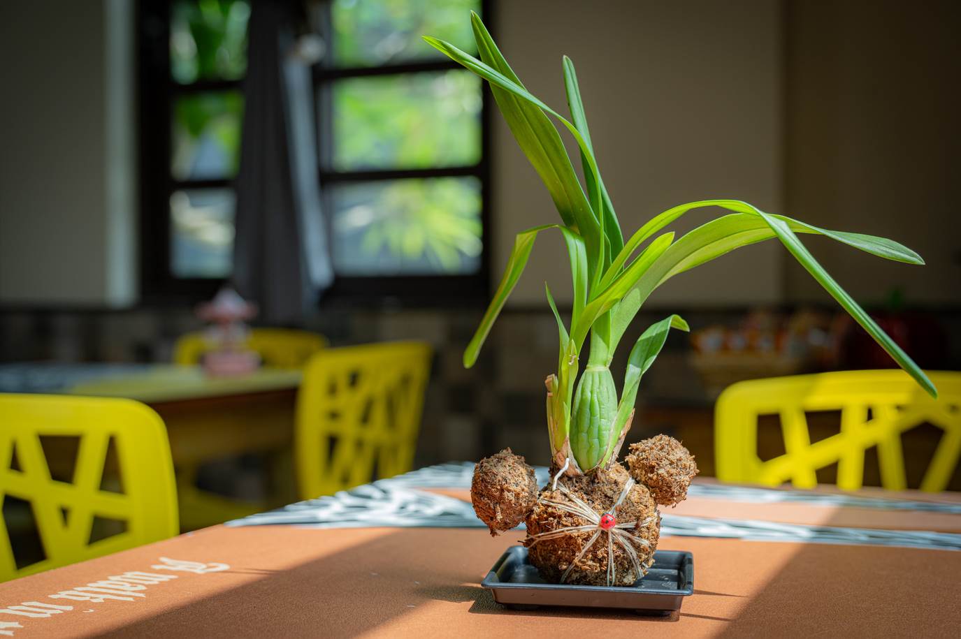 遊客可以DIY苔球文心蘭帶回家。