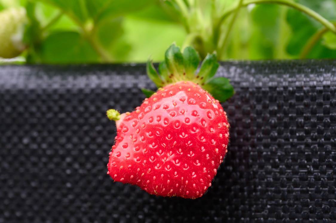 長相很Hello Ketty的是天來1號，又稱蘋果草莓，口感較硬較酸，適合製作果醬。