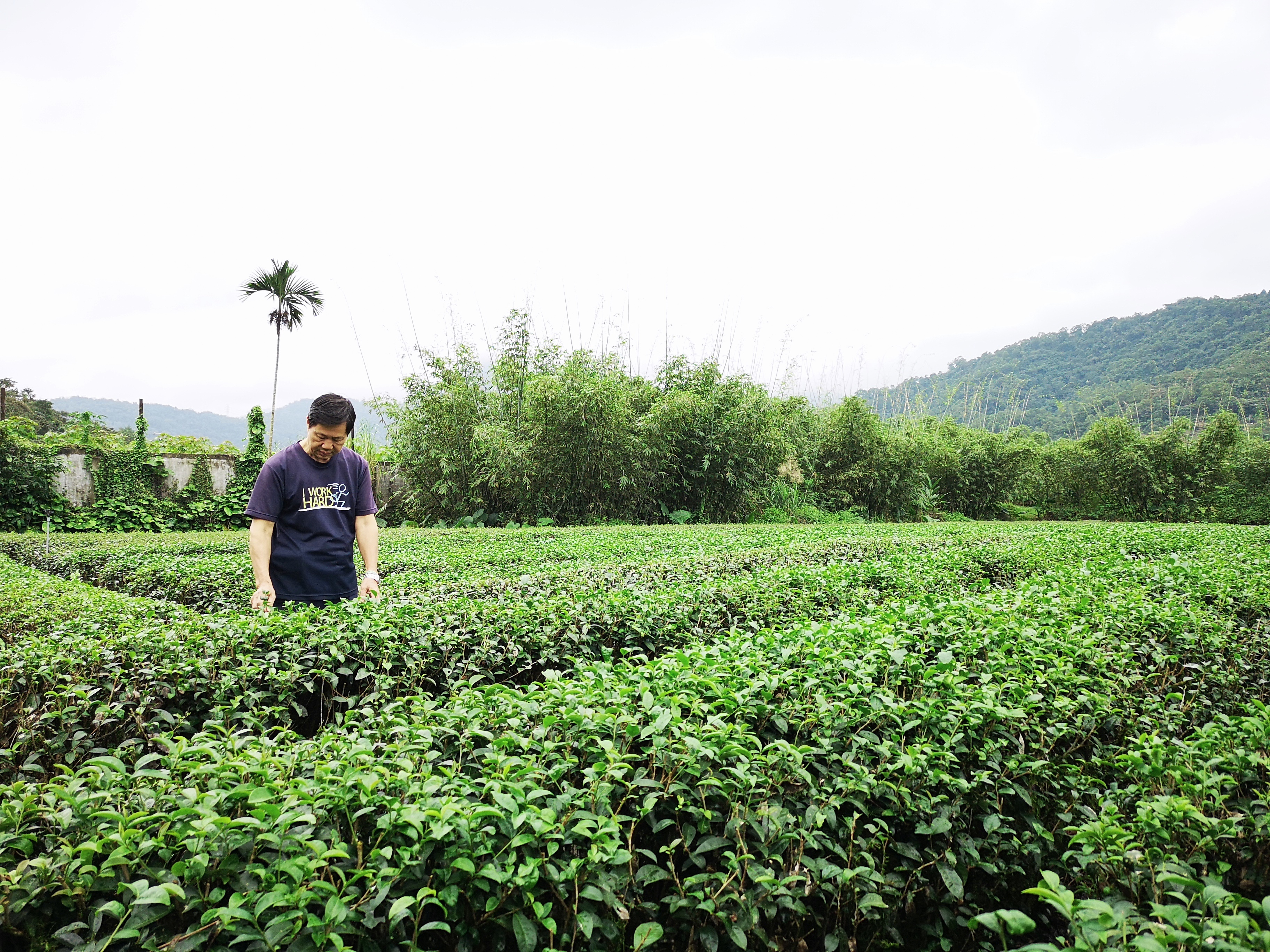 茶園主人林登科是製茶老師傅，強調「三合」才能做出好茶。