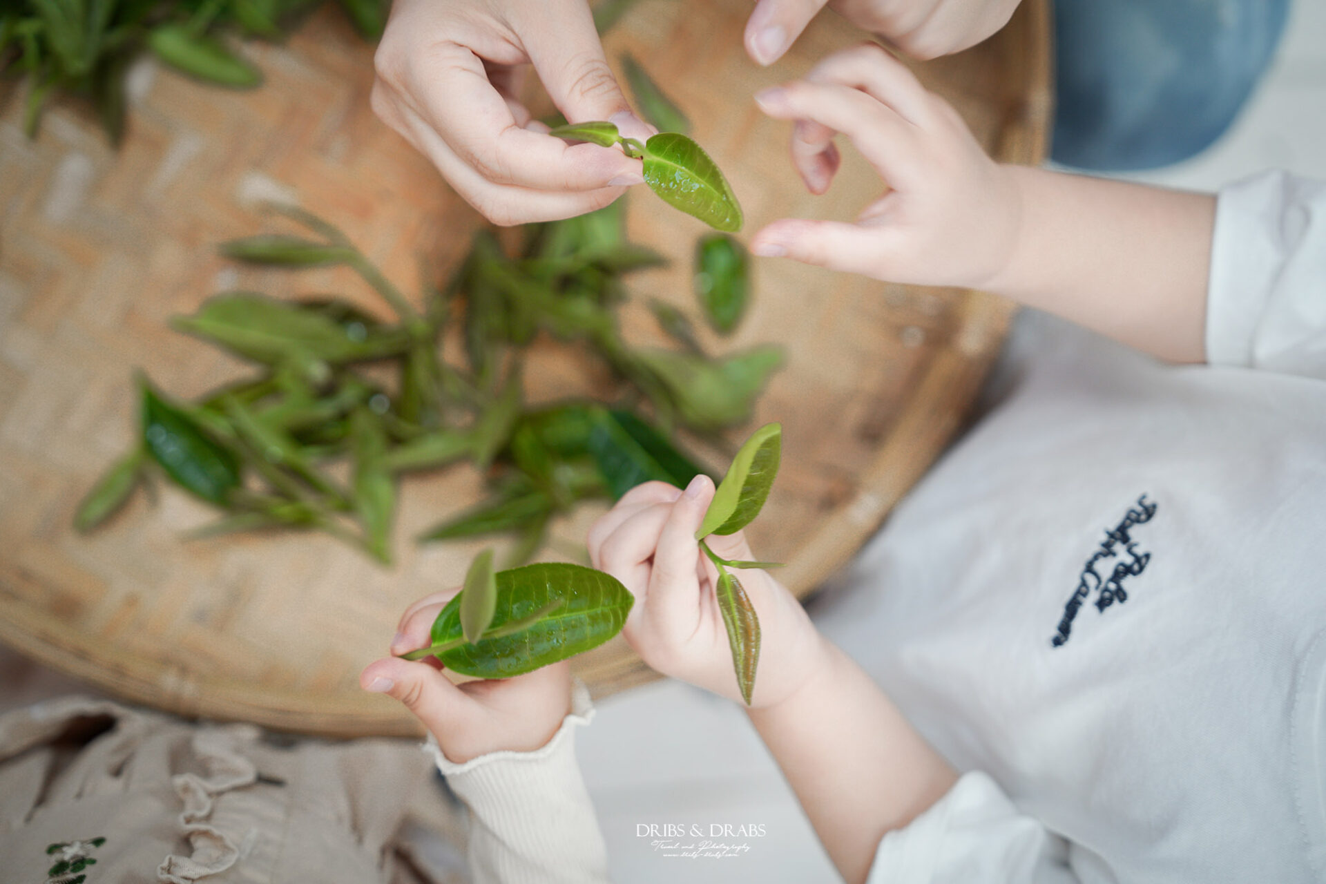 手揉製茶體驗