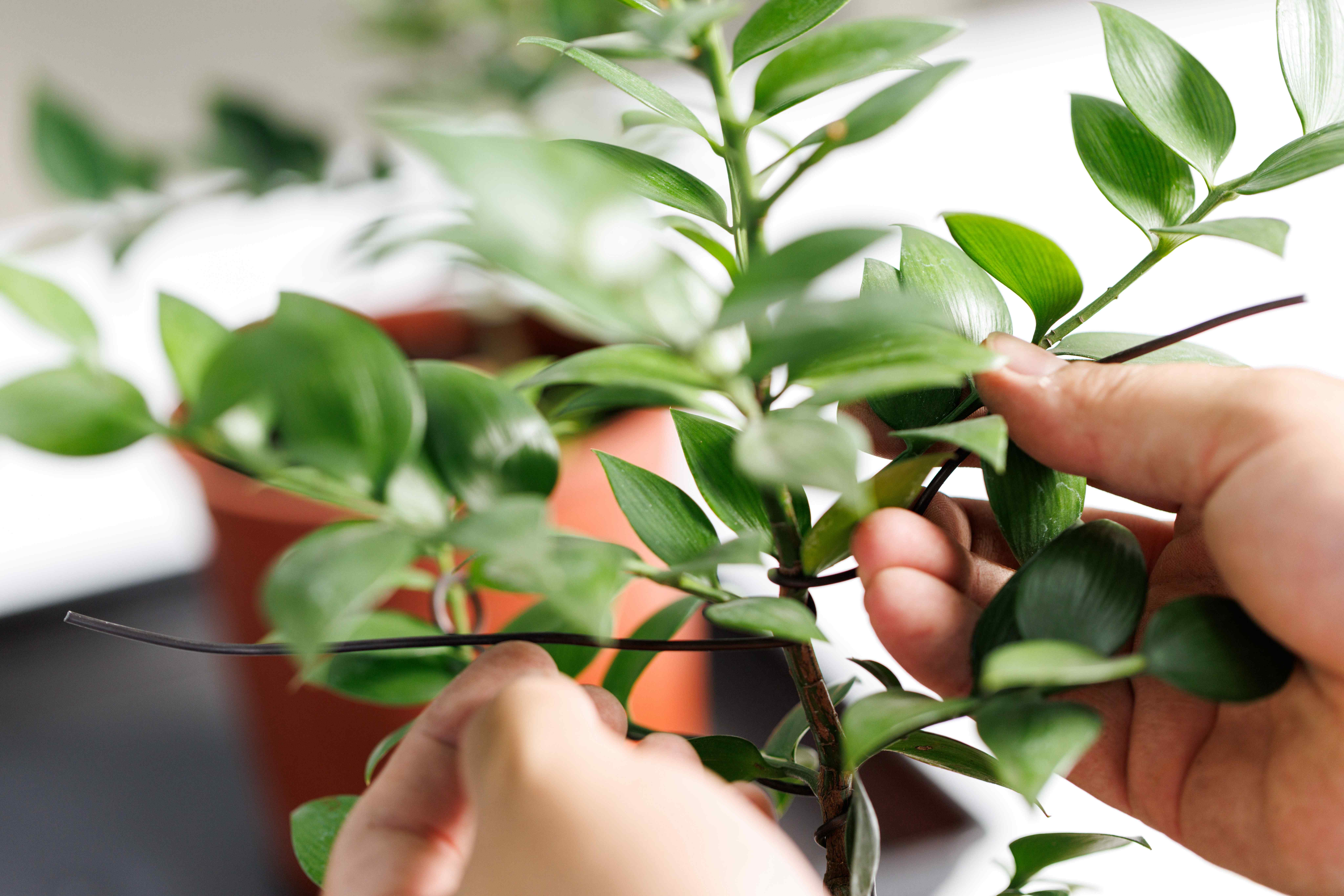 以鐵絲塑形枝條，打造更立體的盆景線條。