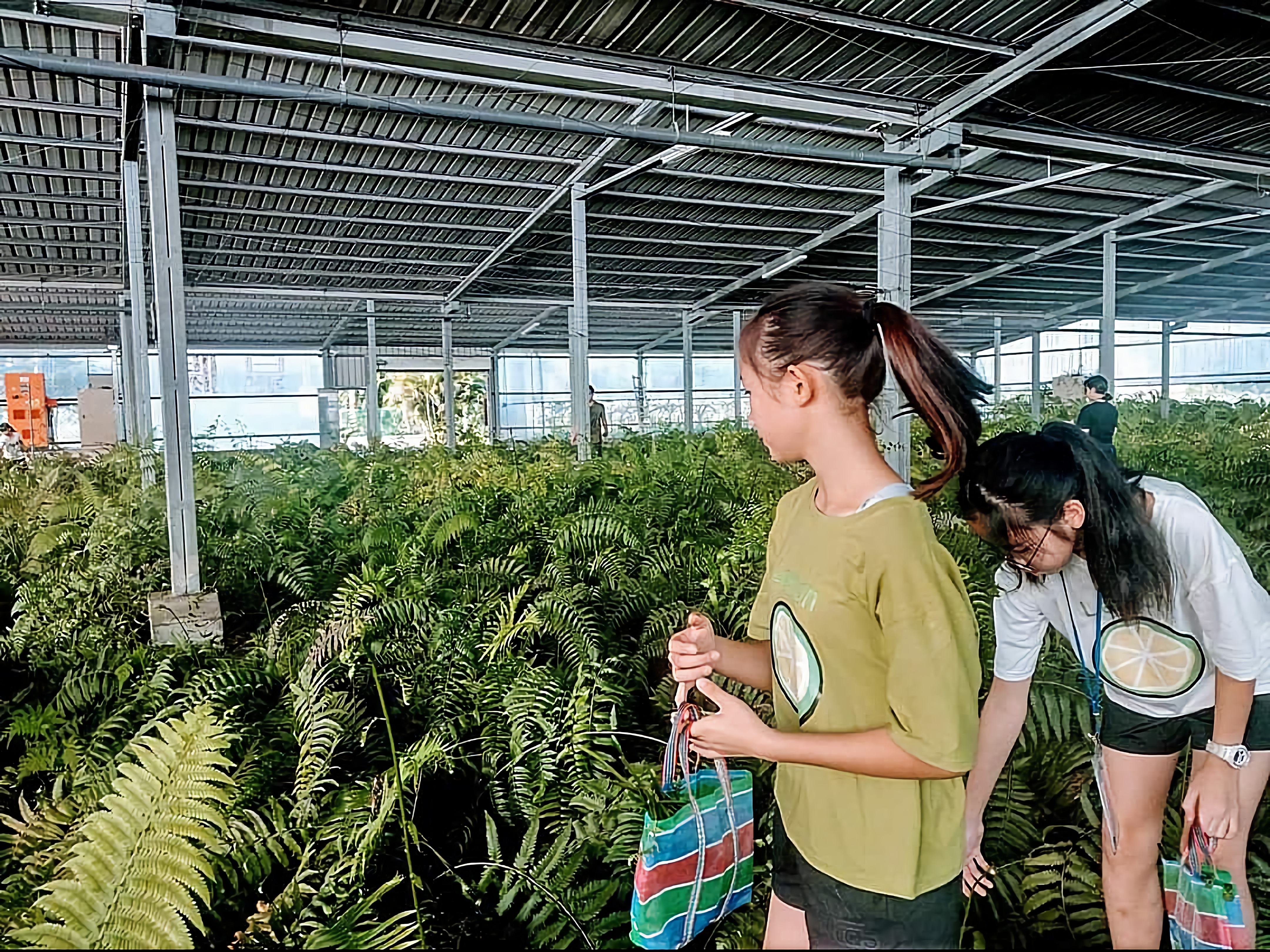 太陽能屋頂下種的過貓是晁陽綠能的招牌蔬菜，生鮮、加工兩相宜。