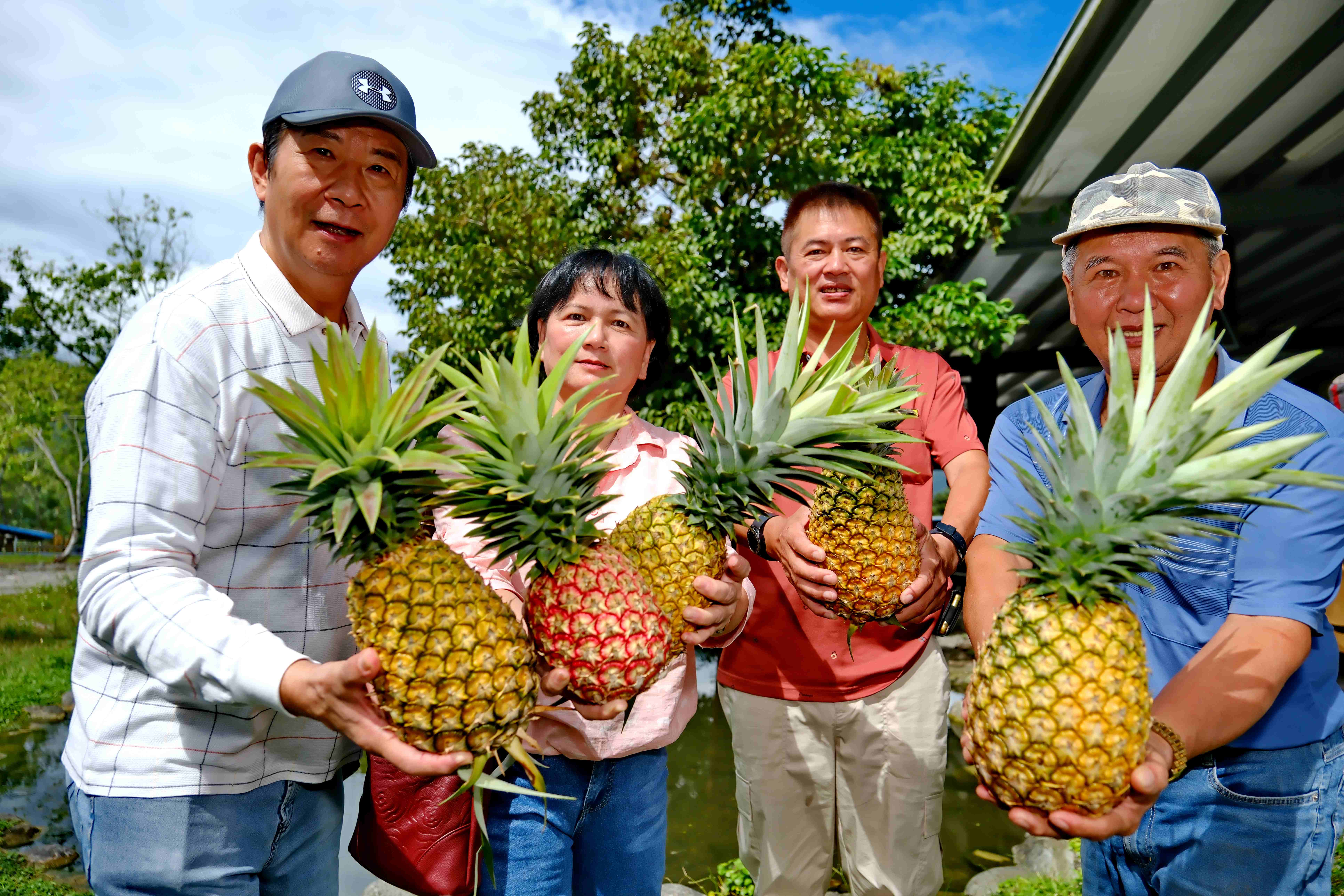 現摘的新鮮鳳梨，是遊客的首選與最愛。