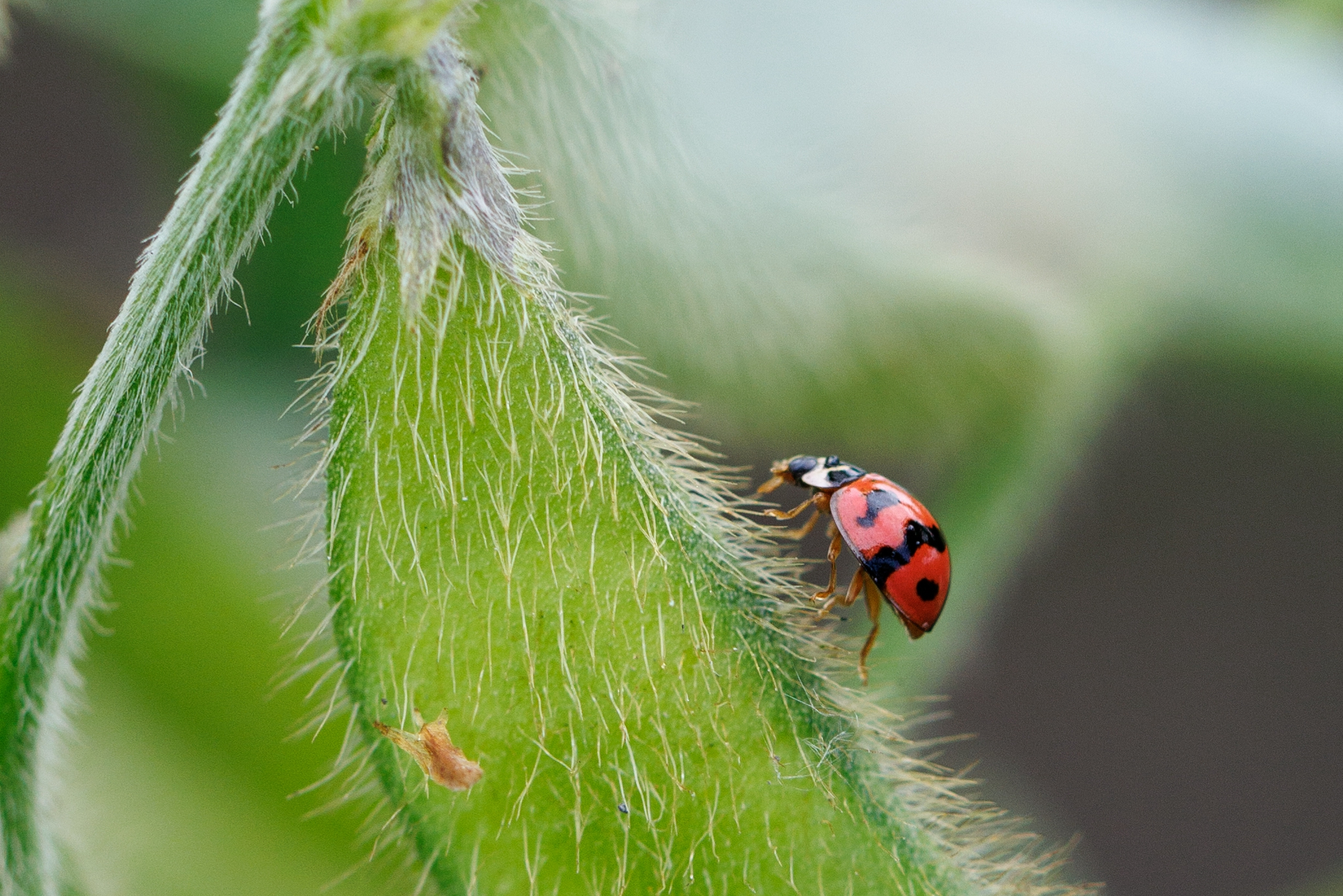 田間裡有許多小生物，代表環境天然無毒。