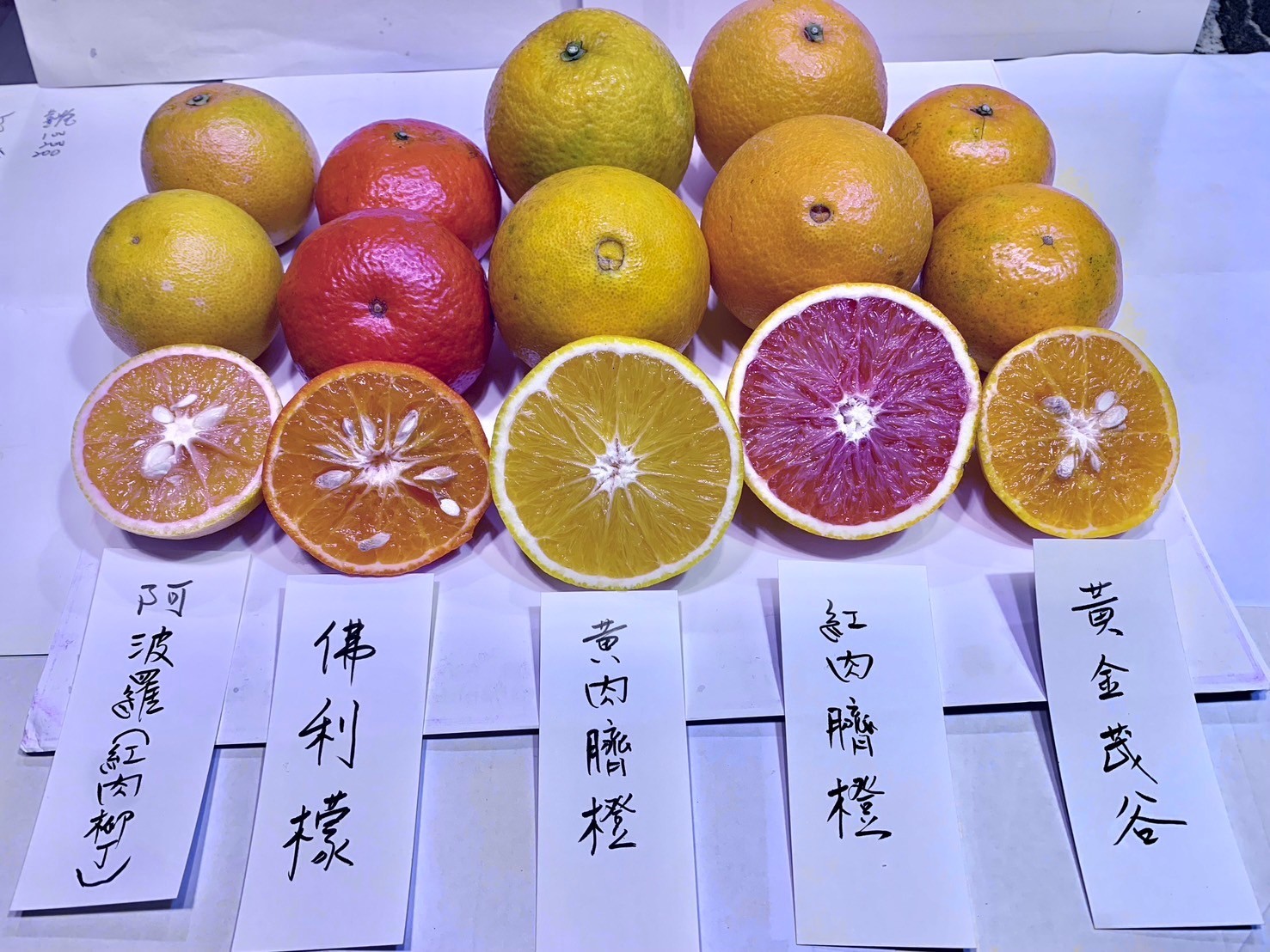 除了甜柿、多種柑橘外,園區內也種植火龍果等作物。