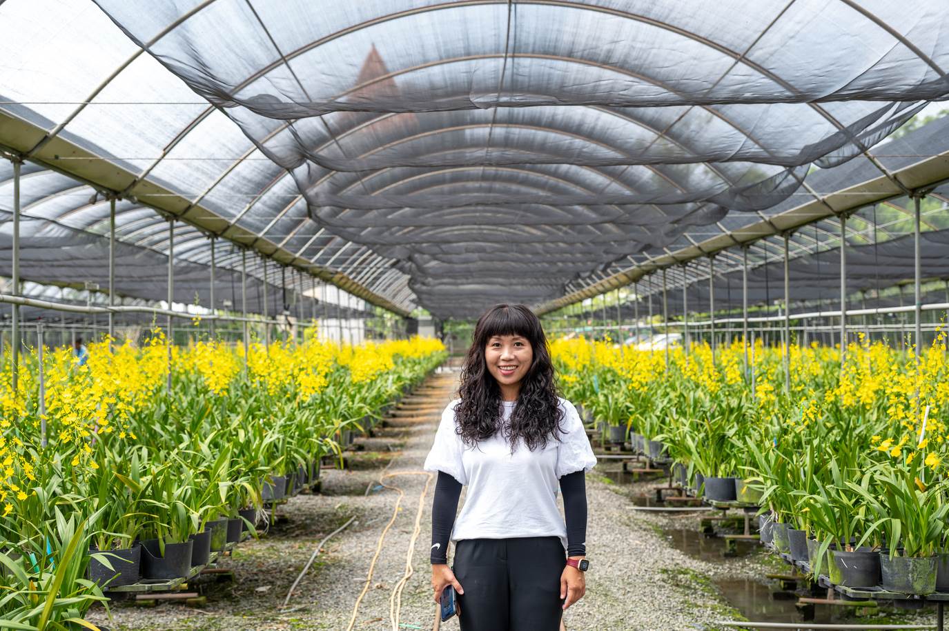 網室種植的文心蘭，通風良好還能隔絕蝴蝶等害蟲，減少病蟲害提高花卉品質。