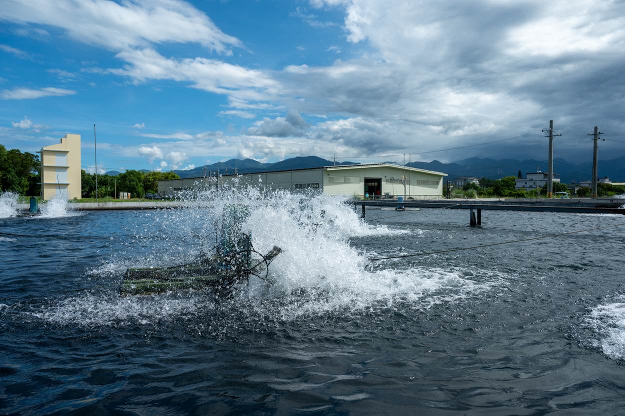 戶外的香魚養殖區。