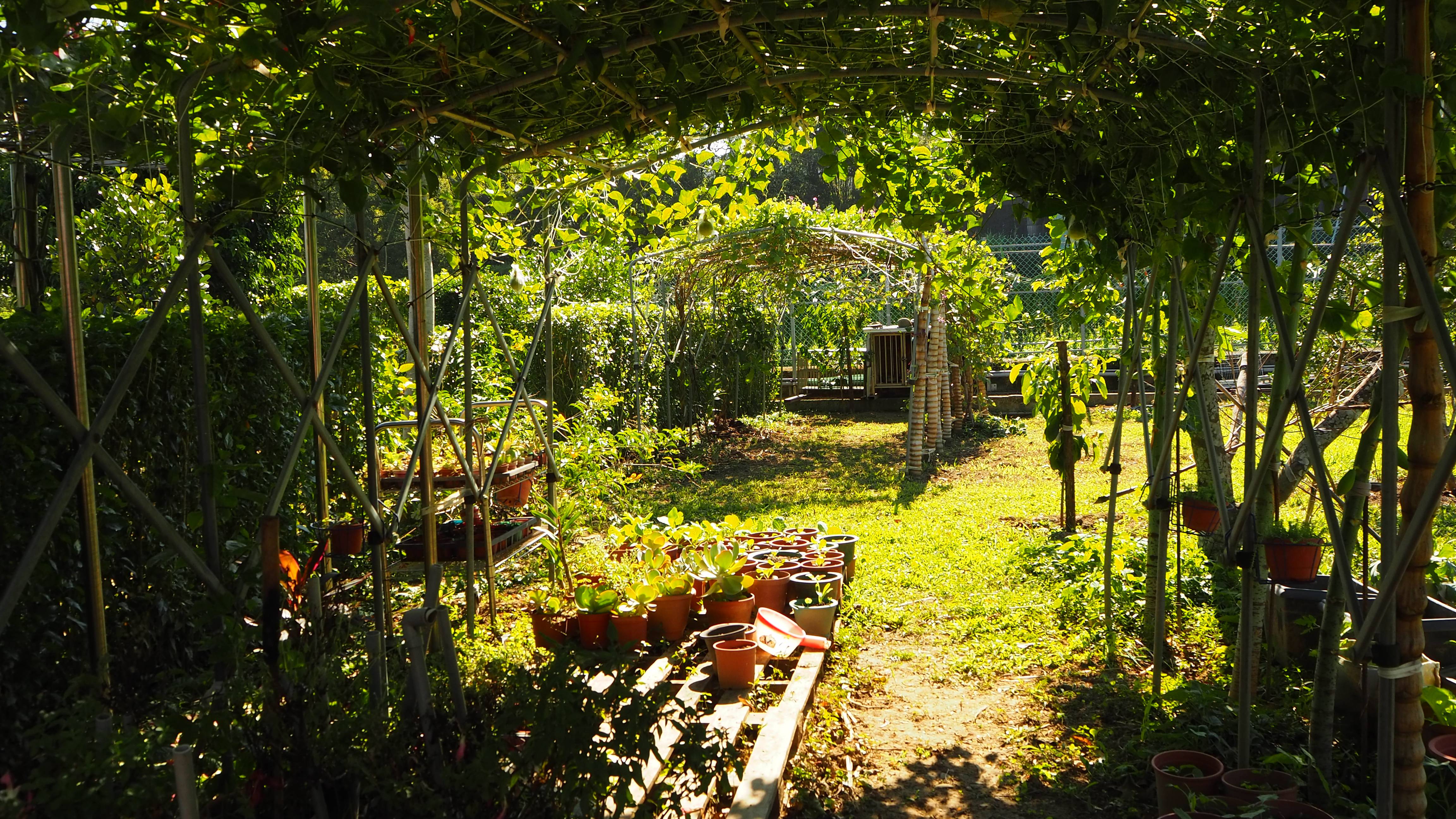 鼎春園四季變換不同香草植物，大小朋友最佳放鬆、放空去處。