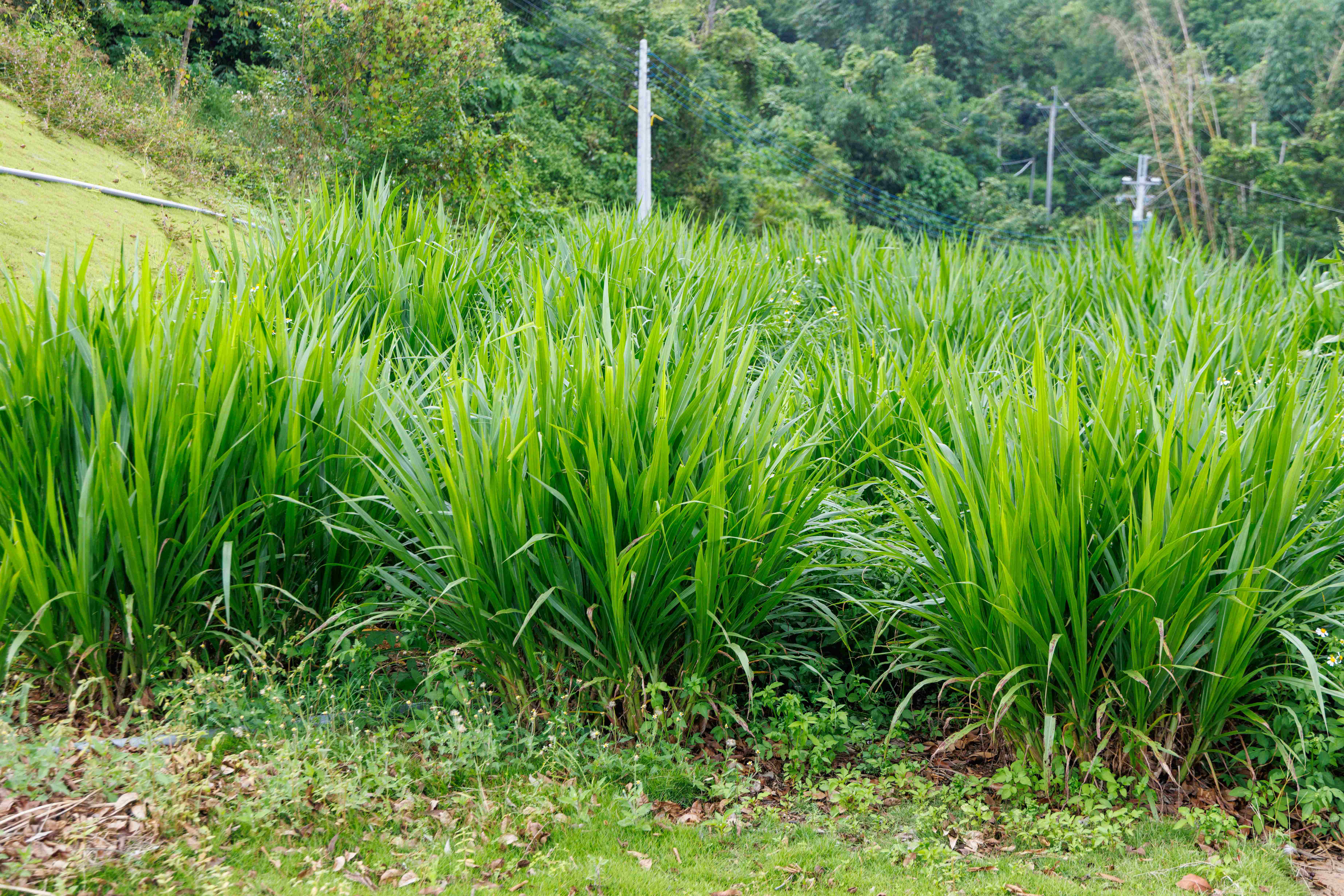 園區利用蓄水系統灌溉牧草，形成自給自足的水循環，打造更永續的生態環境。