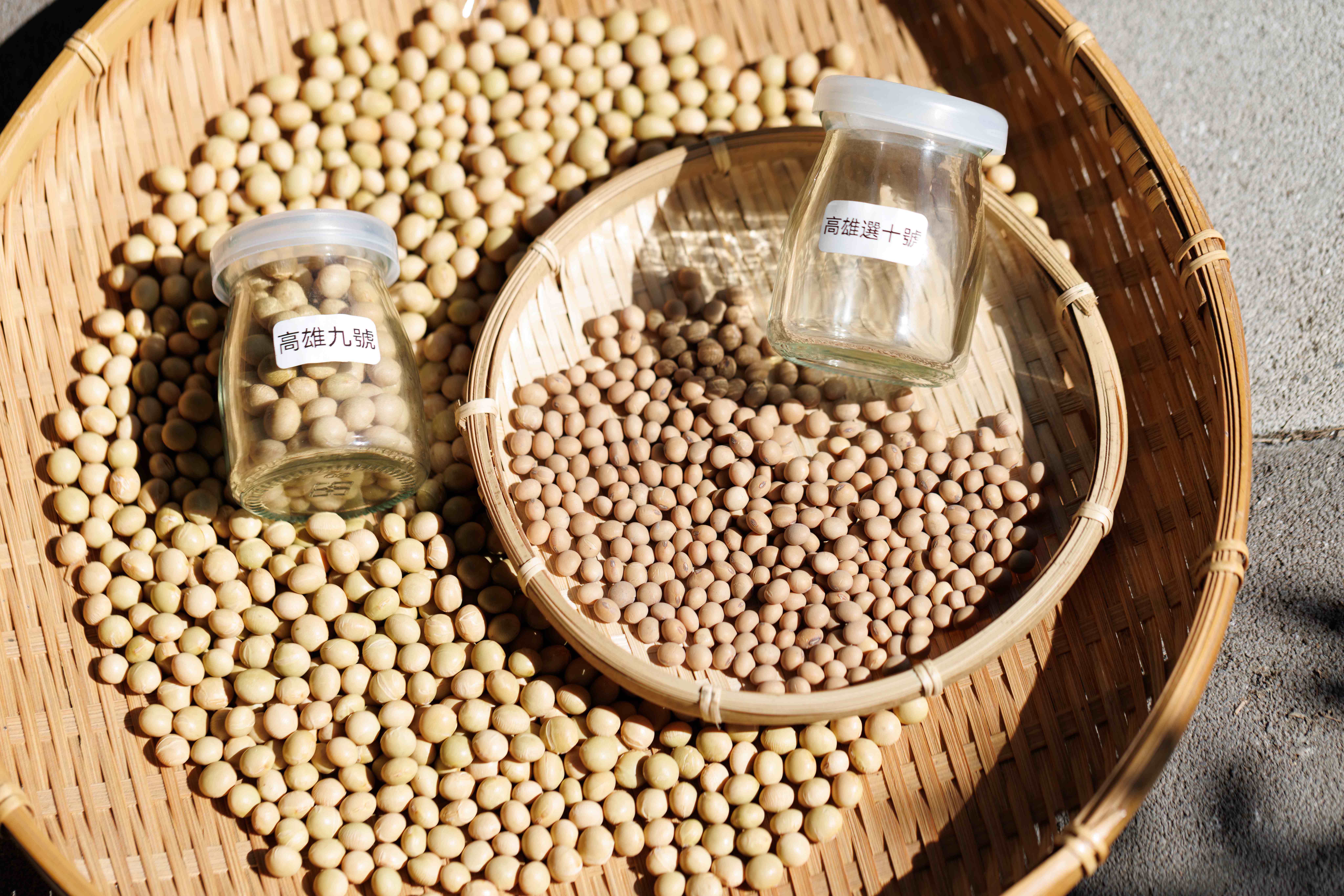 田野勤學種植的是高雄選十號黃豆，很明顯個頭比較小。