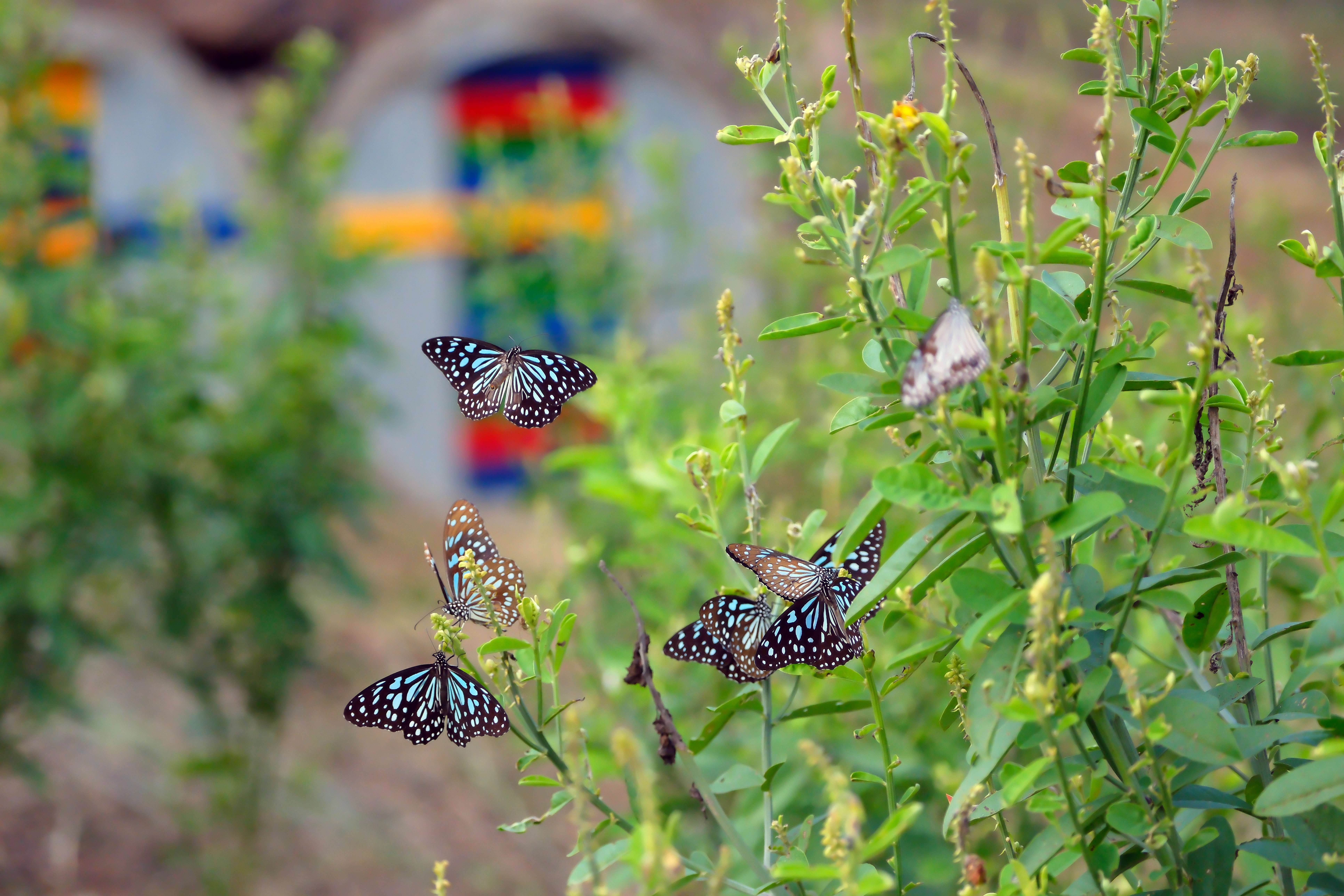號稱「玉腰奴守護的酒窖」。「玉腰奴」最早出出現在宋代詩人陶穀的《清異錄》中，用來指稱蝴蝶。
