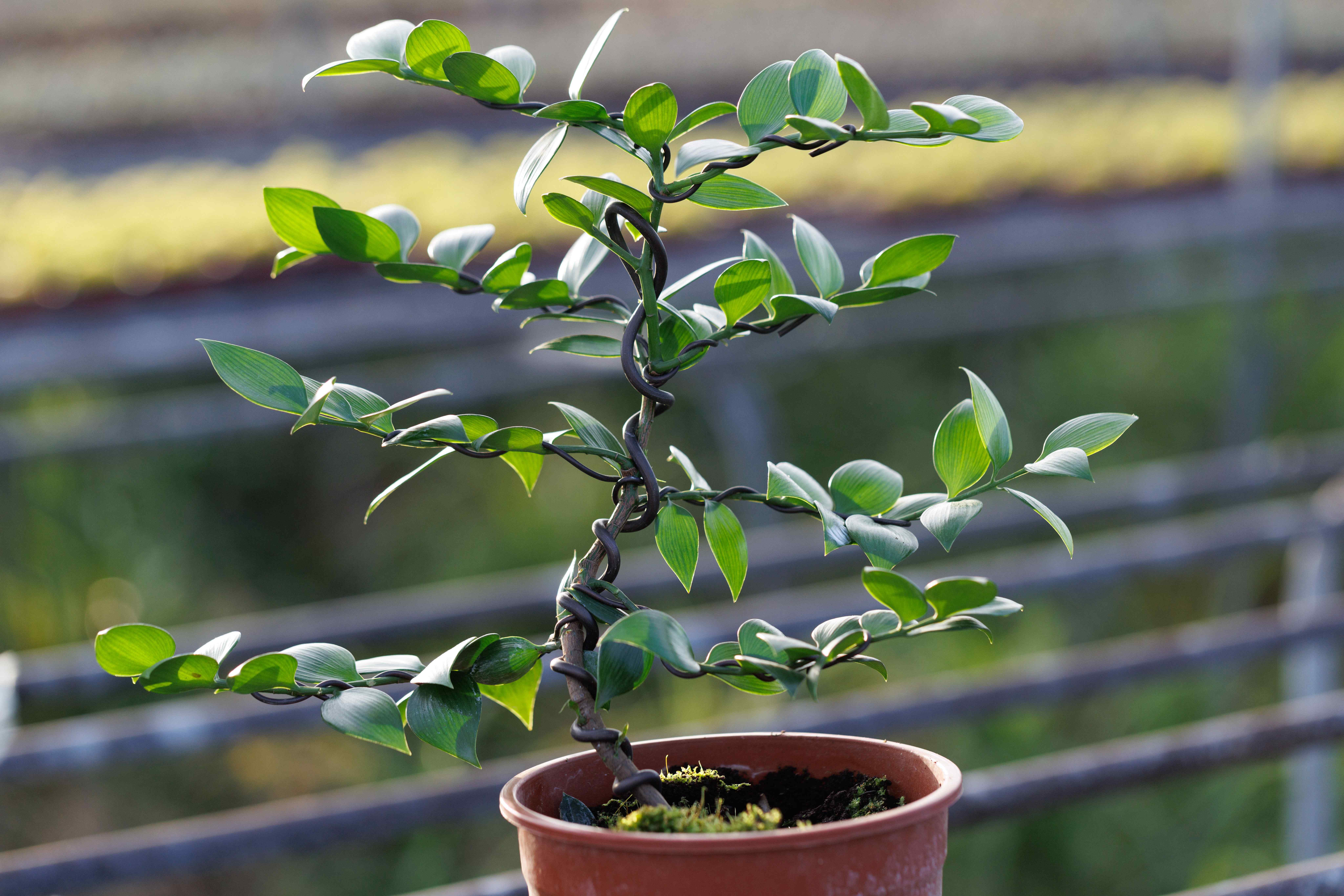 鐵絲塑形後的圓葉竹柏，呈現優雅而有層次的枝形線條。