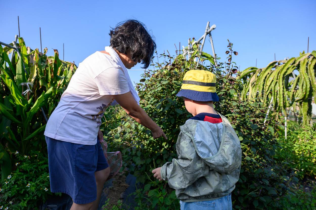 假日總會有熟客來享受田園樂趣還能帶回有機蔬菜。