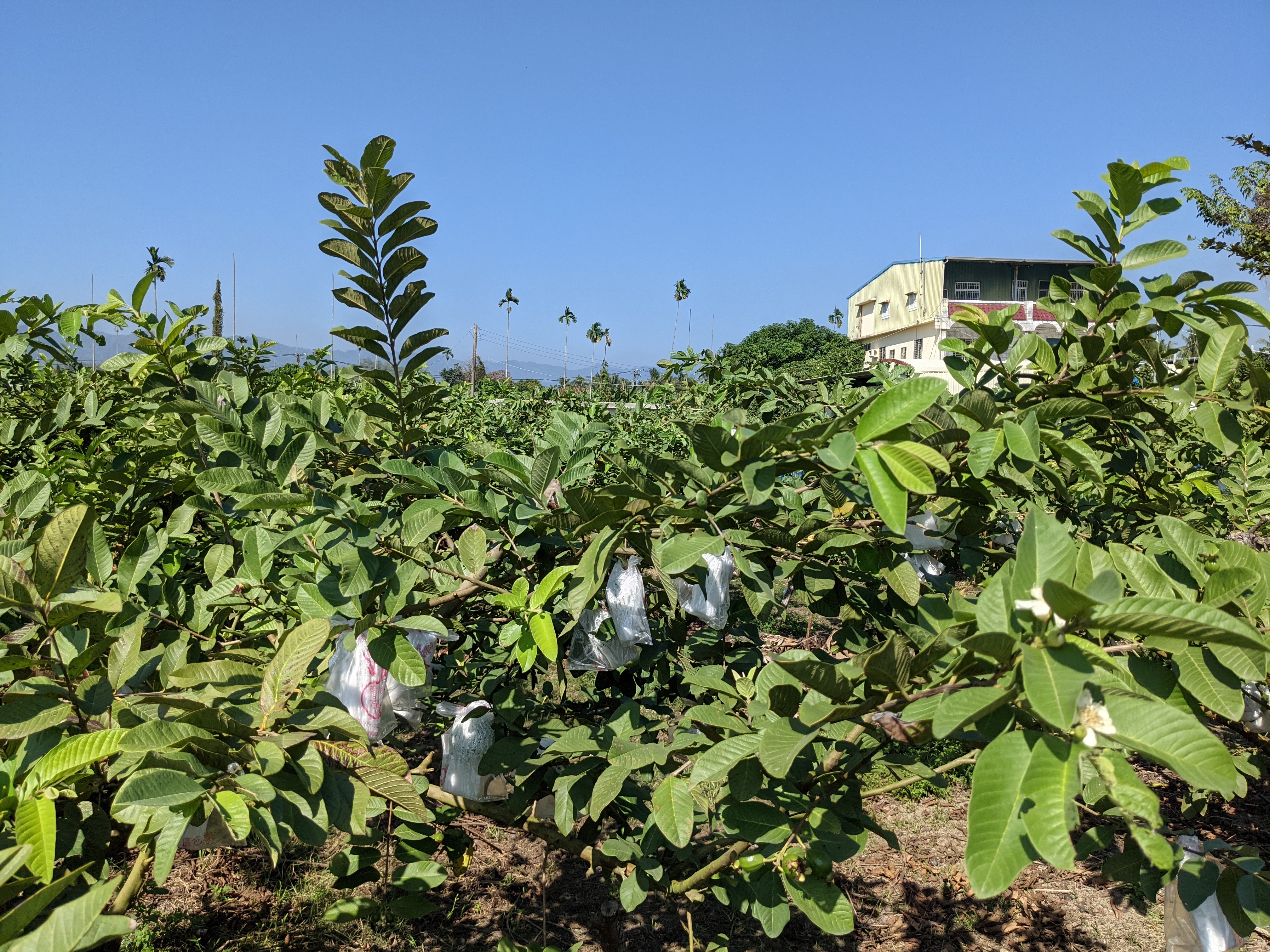 自然草生的芭樂園雖然產量只有慣行農法的一半，但口感紮實、果味濃厚