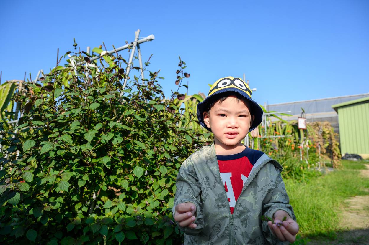 小朋友跟著爸媽來採收紫蘇。