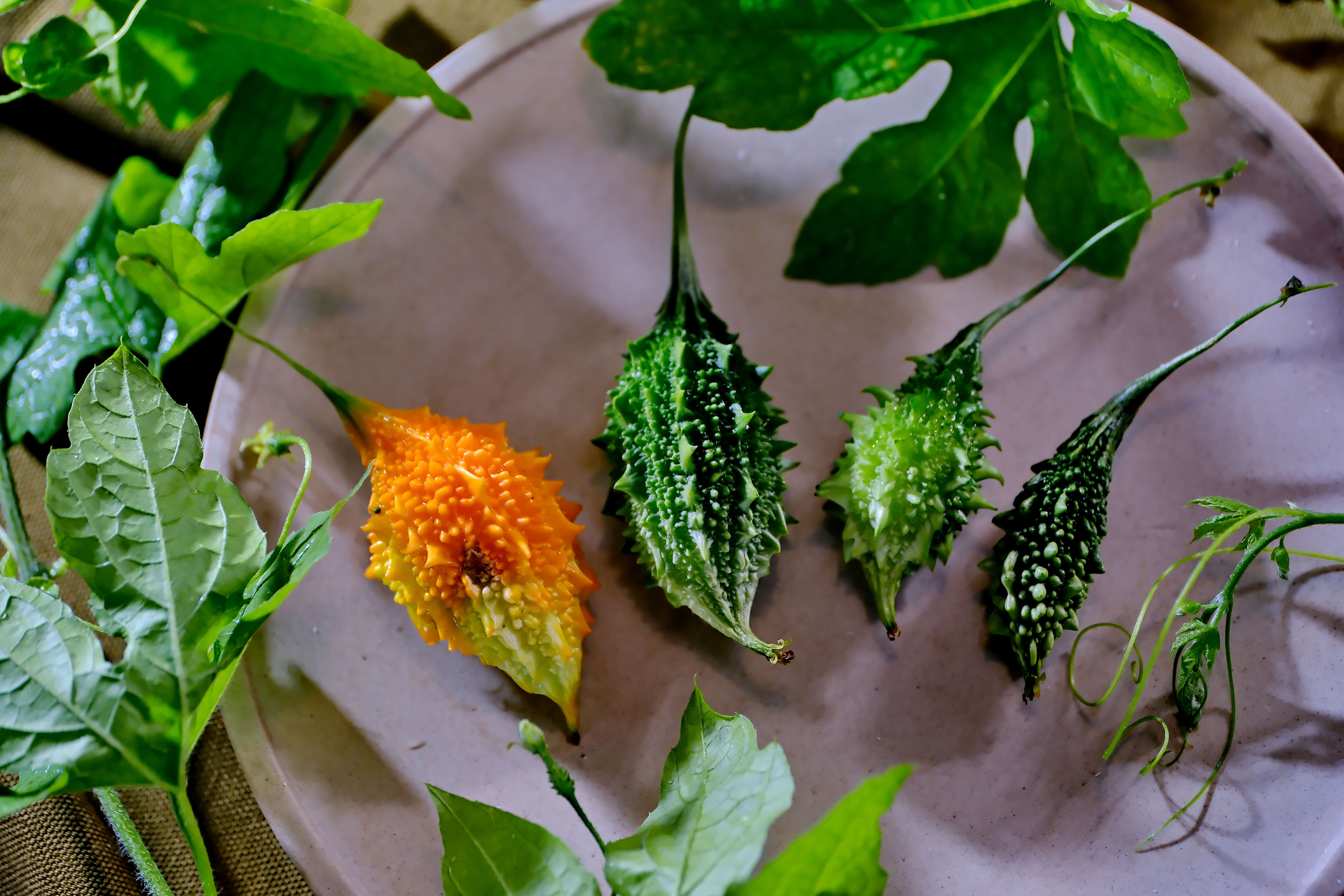 山苦瓜本尊，不同時期的山苦瓜，大瓜小瓜落一盤。