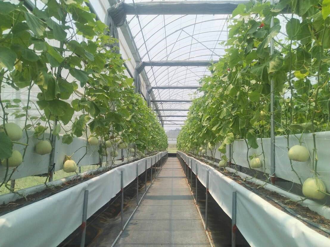 農場除了草莓還有輪耕香瓜,汁多香甜又好吃。