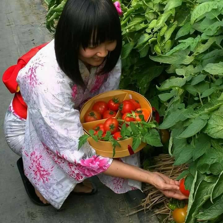 友善種植的牛番茄,果實飽滿。