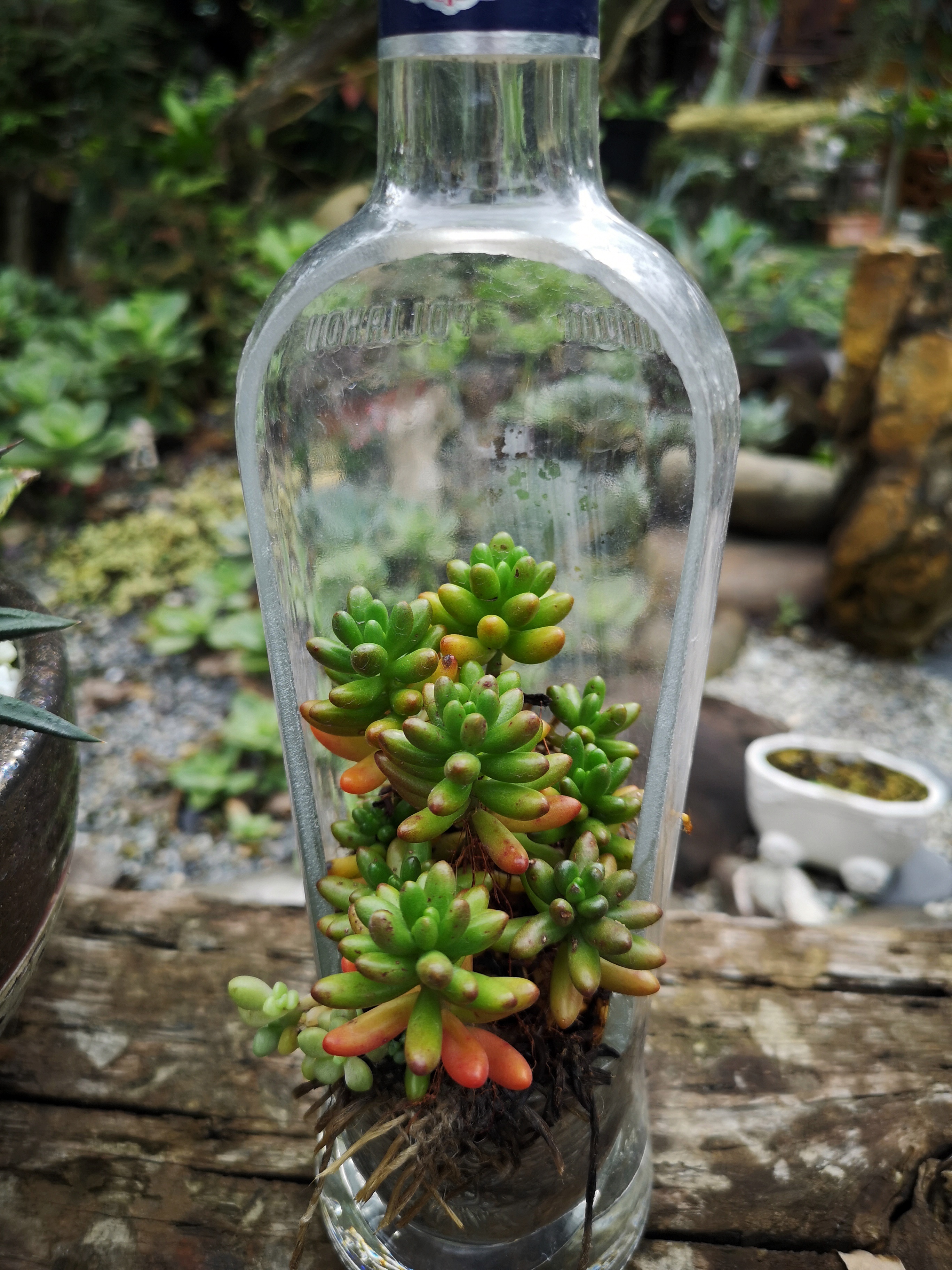 多肉植物組盆變化多，很讓驚喜。