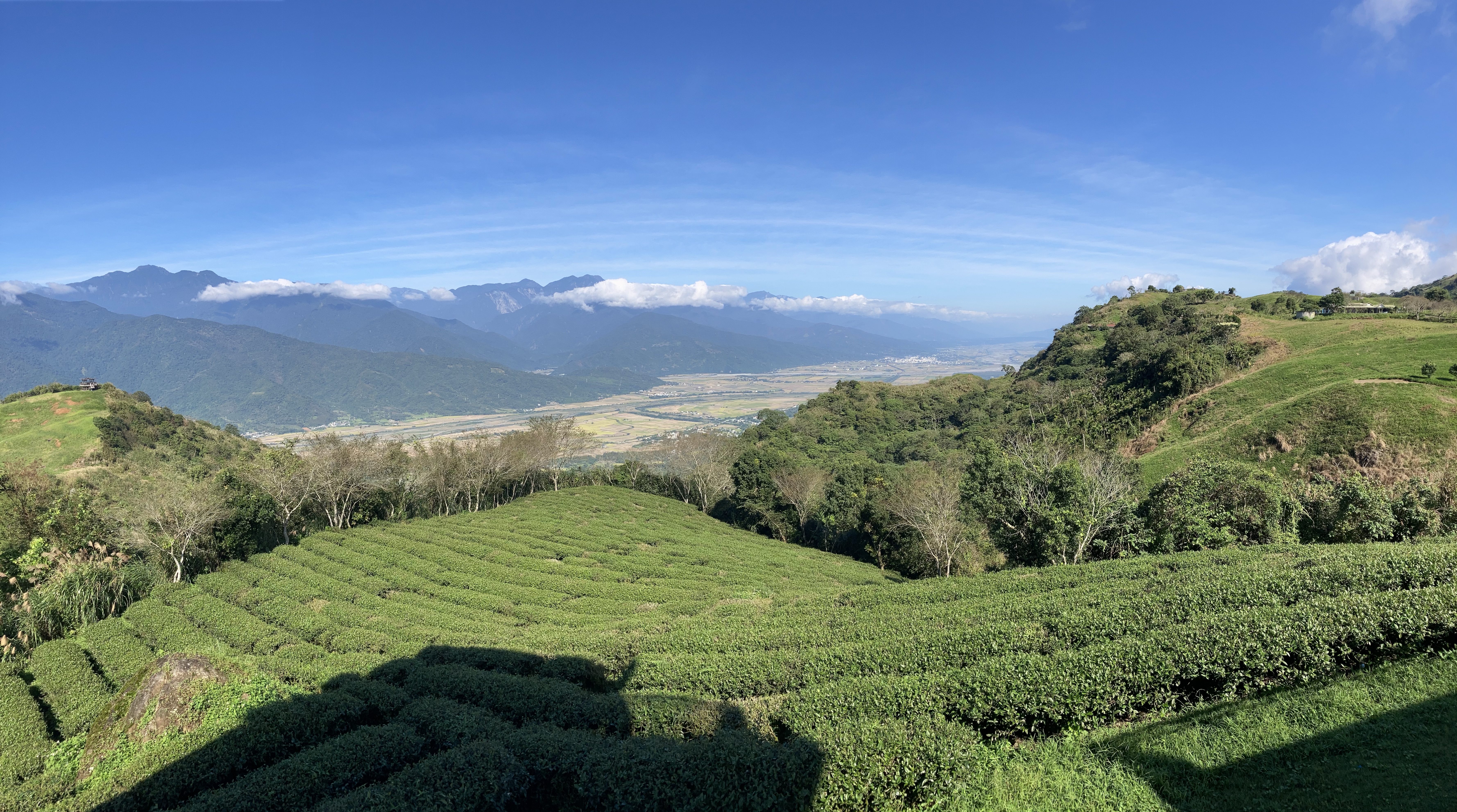 山上的茶園位在景緻極佳之處