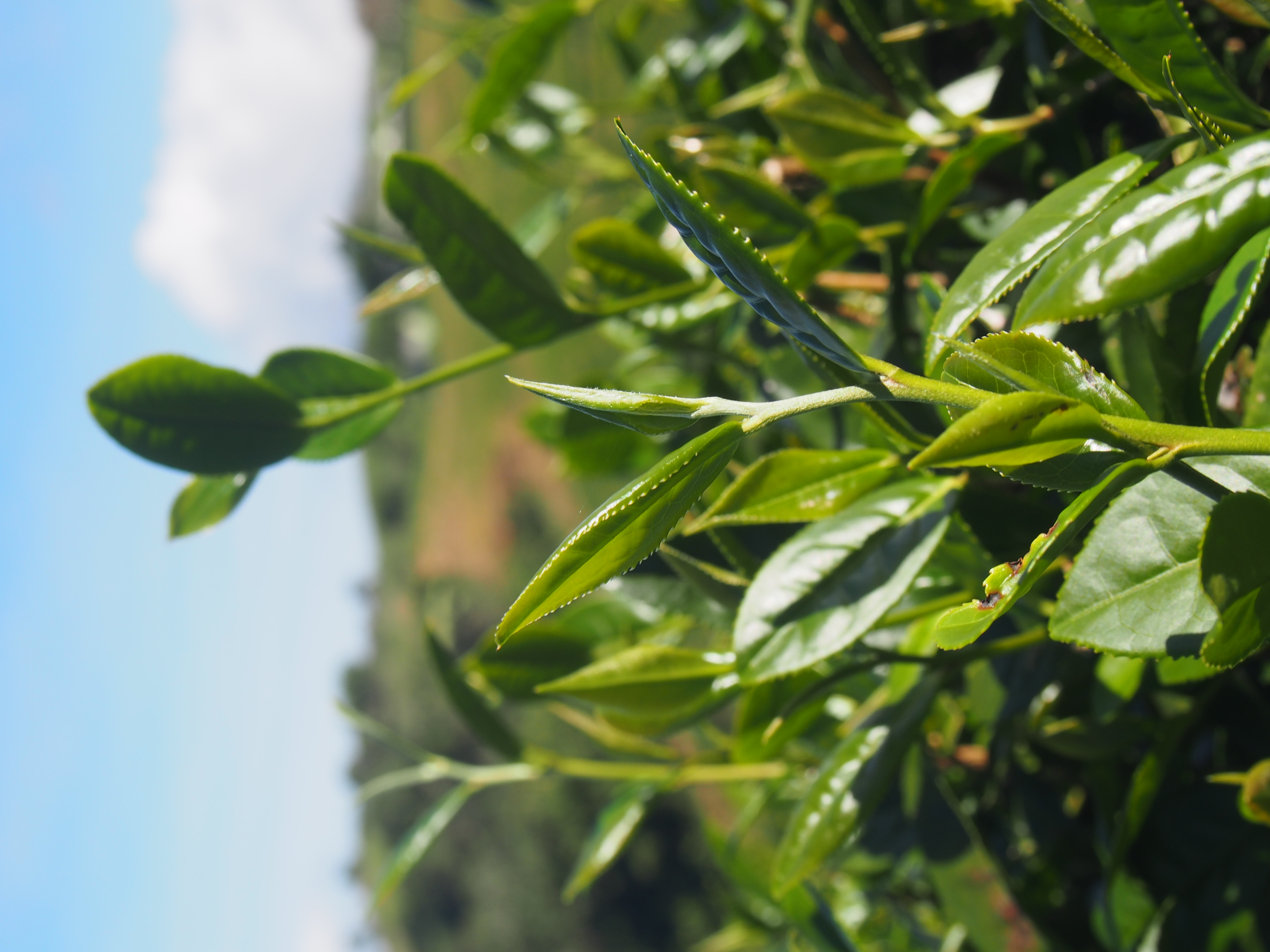 一年可以五收的茶樹。