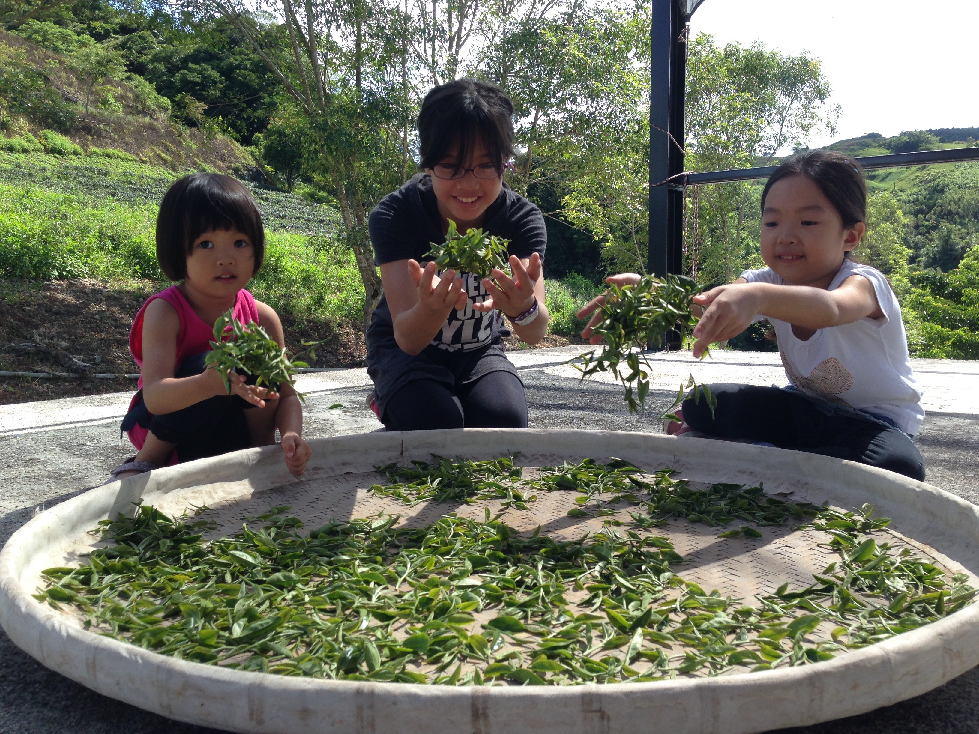 採收的茶菁經過萎凋後進入製茶過程。