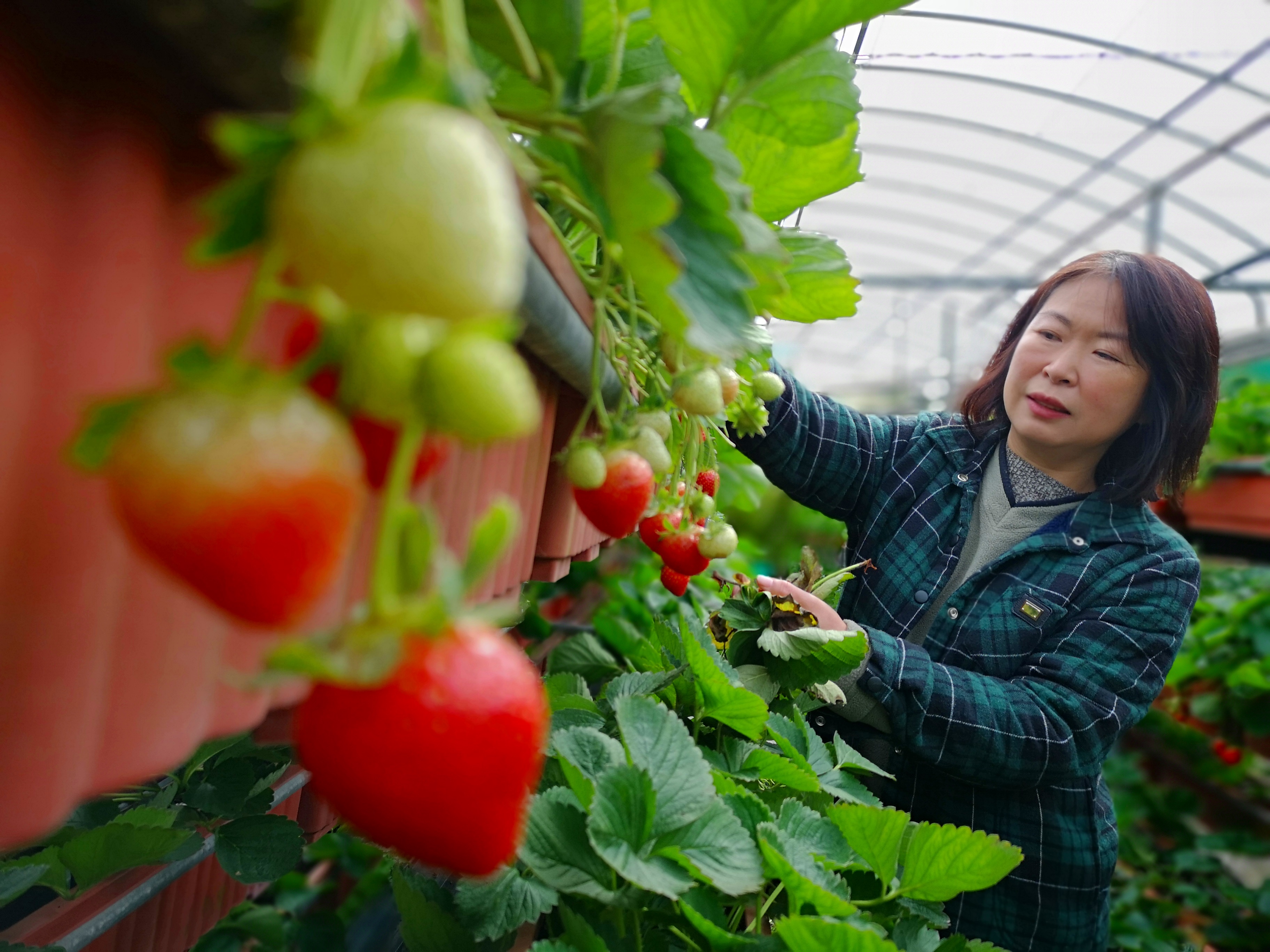 原是上班族的女主人顏芃儀嫁作農婦之後，連除蟲都敢了。