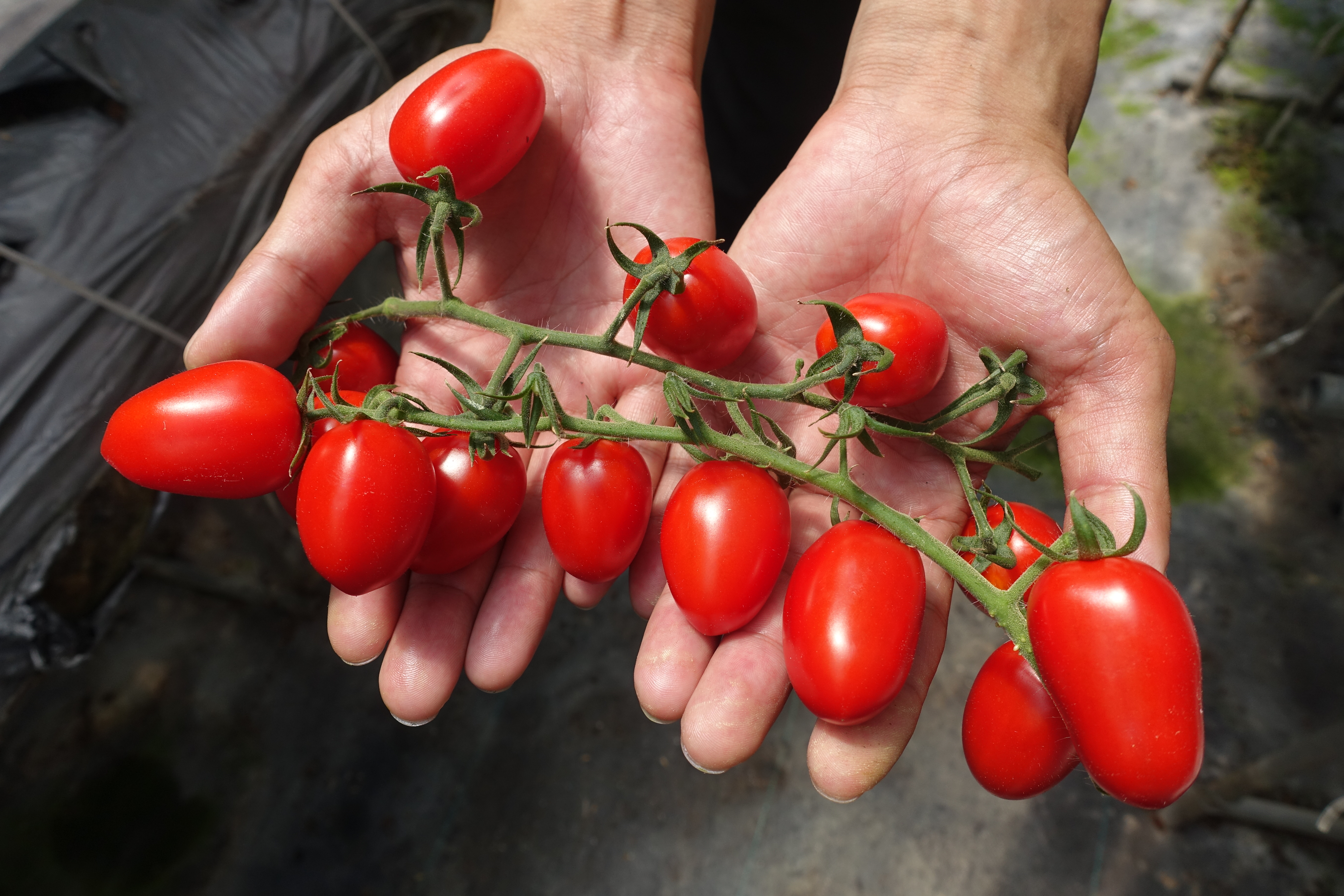 園區生產番茄